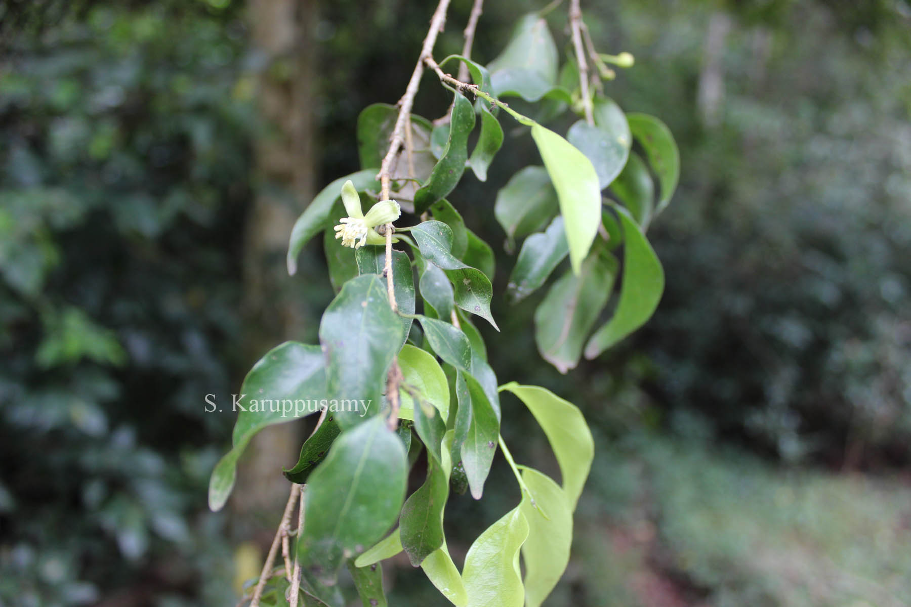 India Flora Online