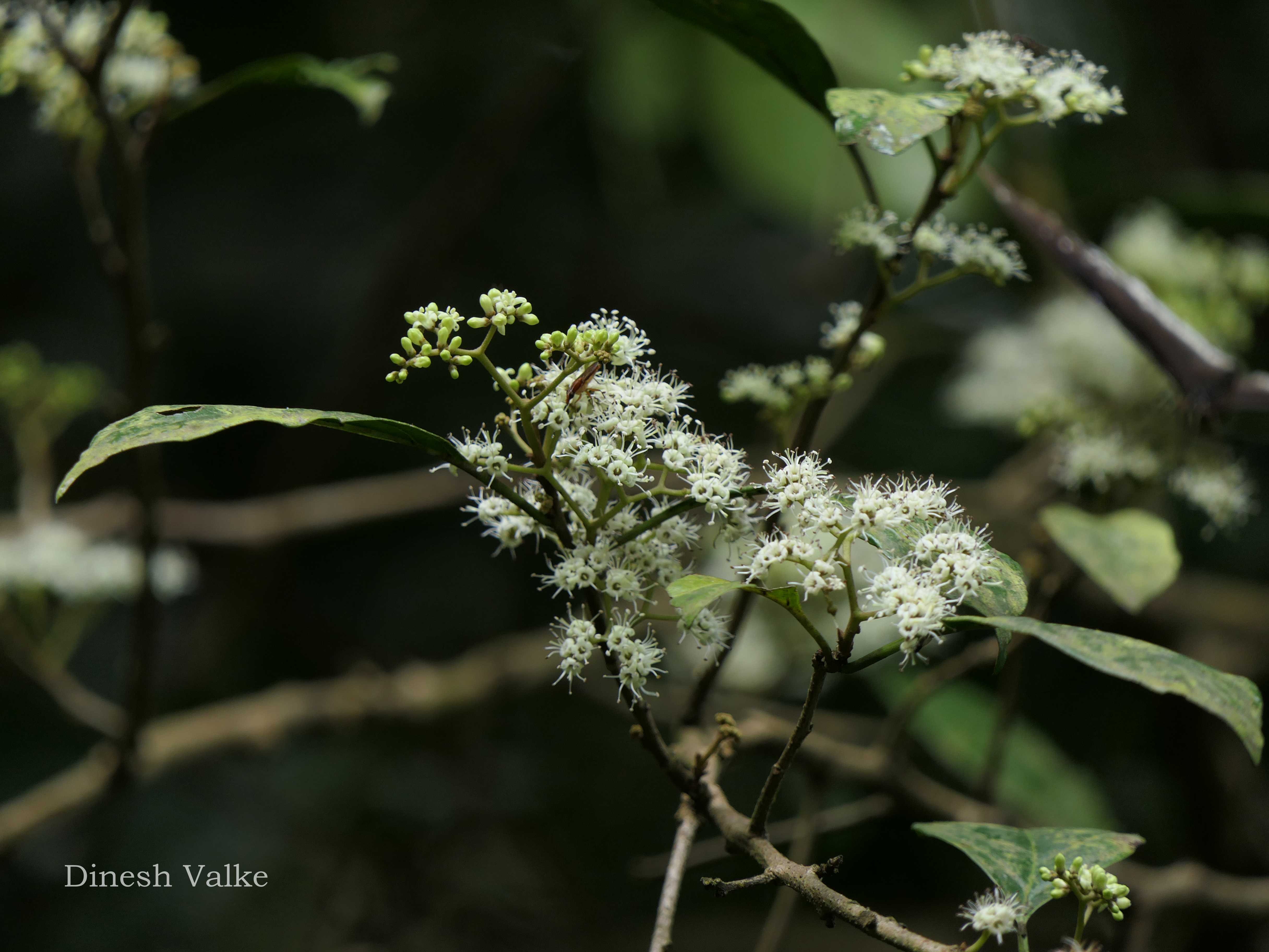 India Flora Online