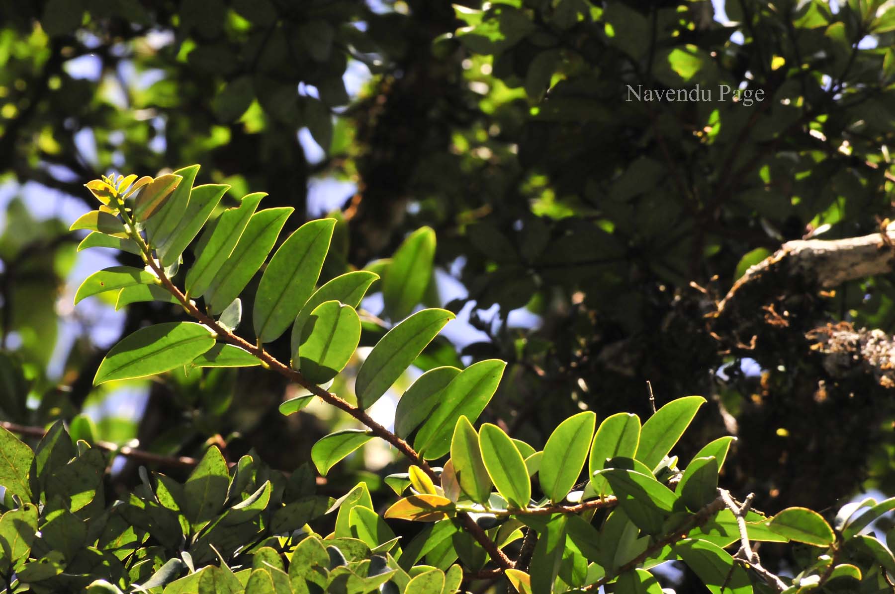 India Flora Online