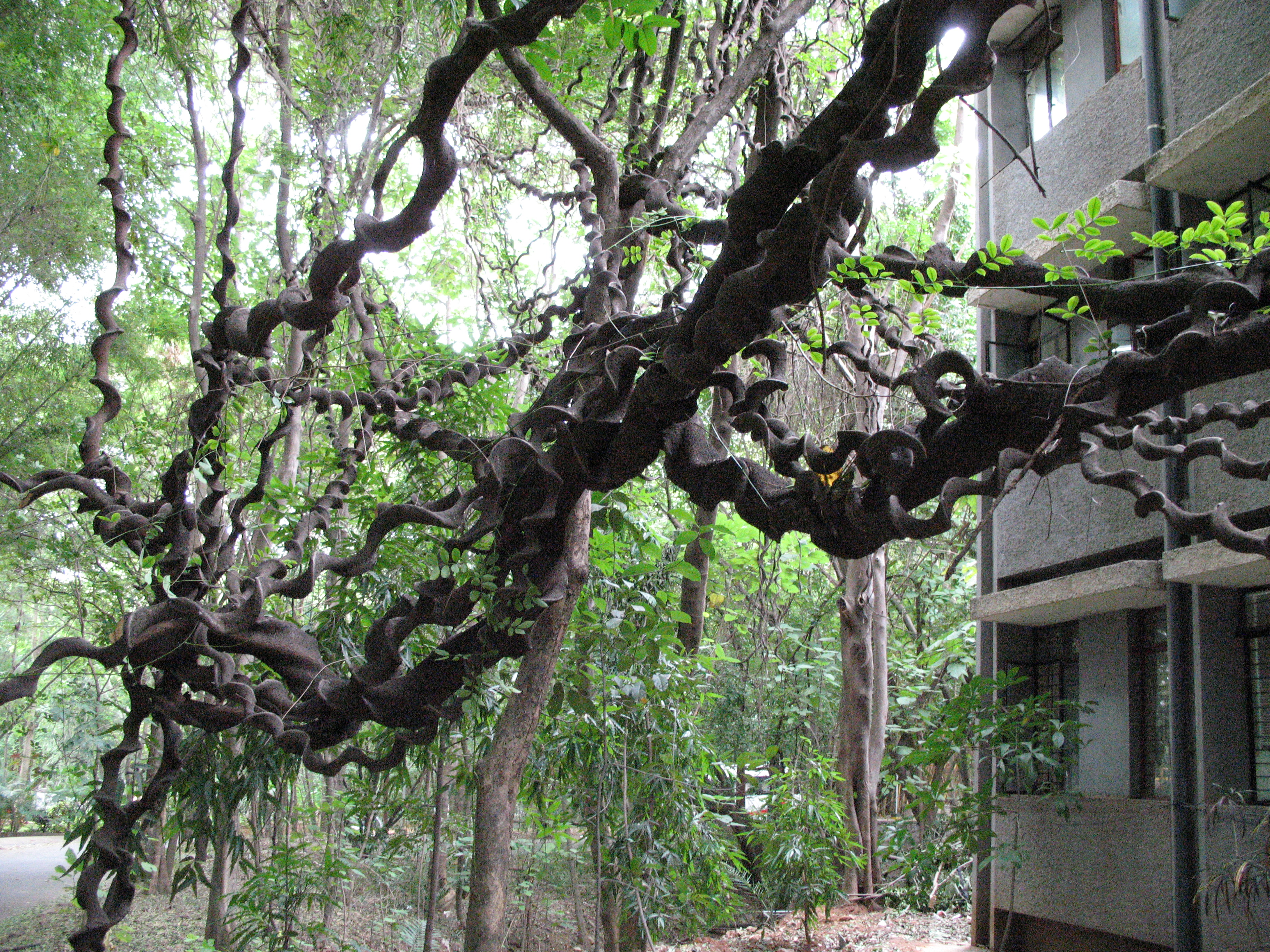 India Flora Online