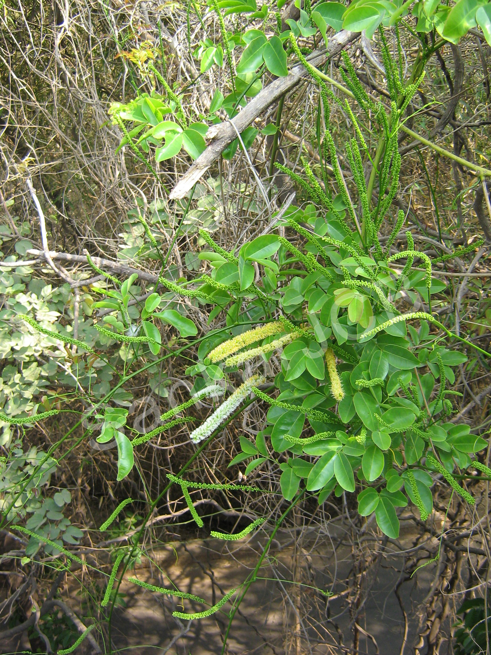 India Flora Online
