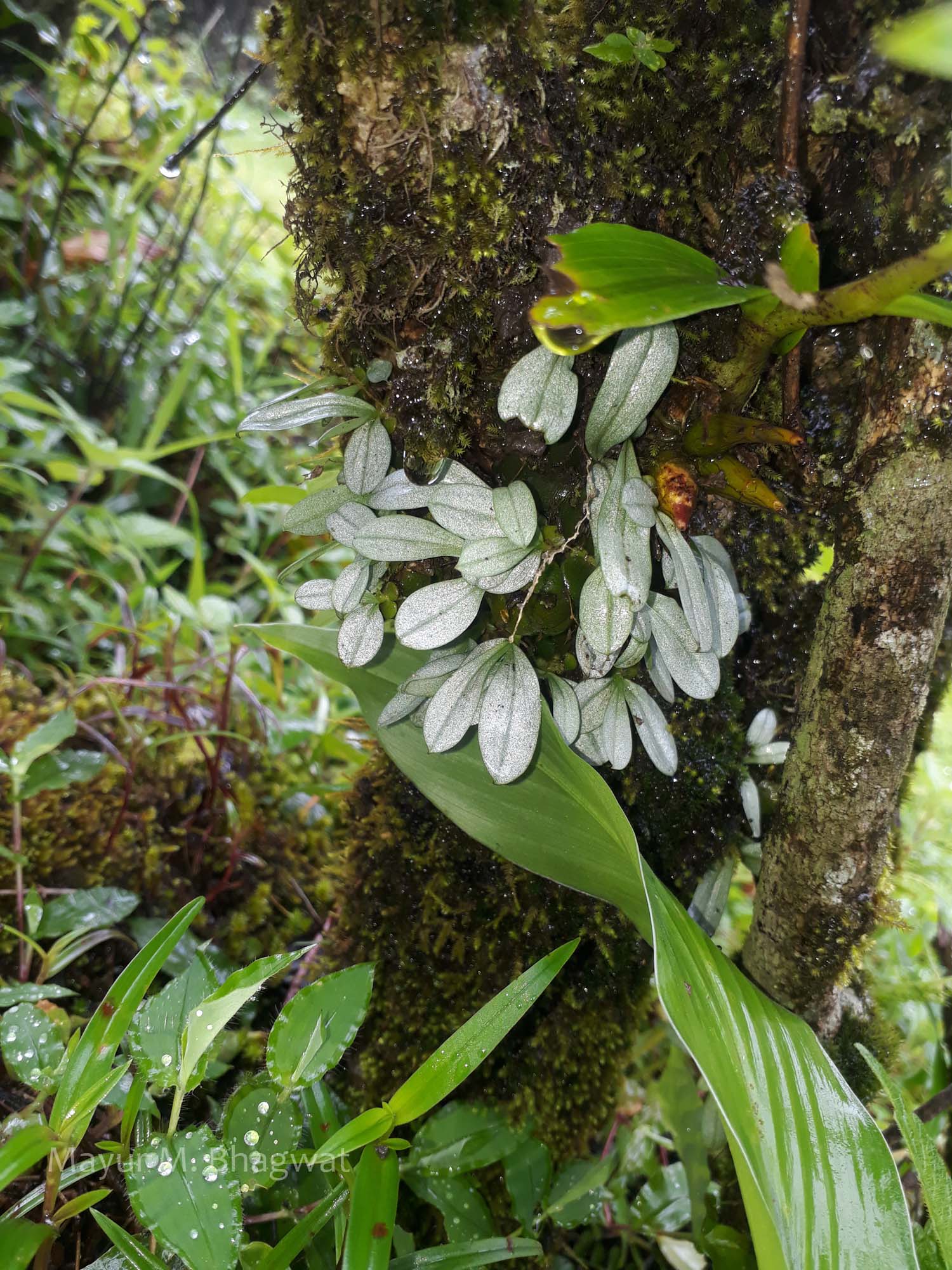 India Flora Online