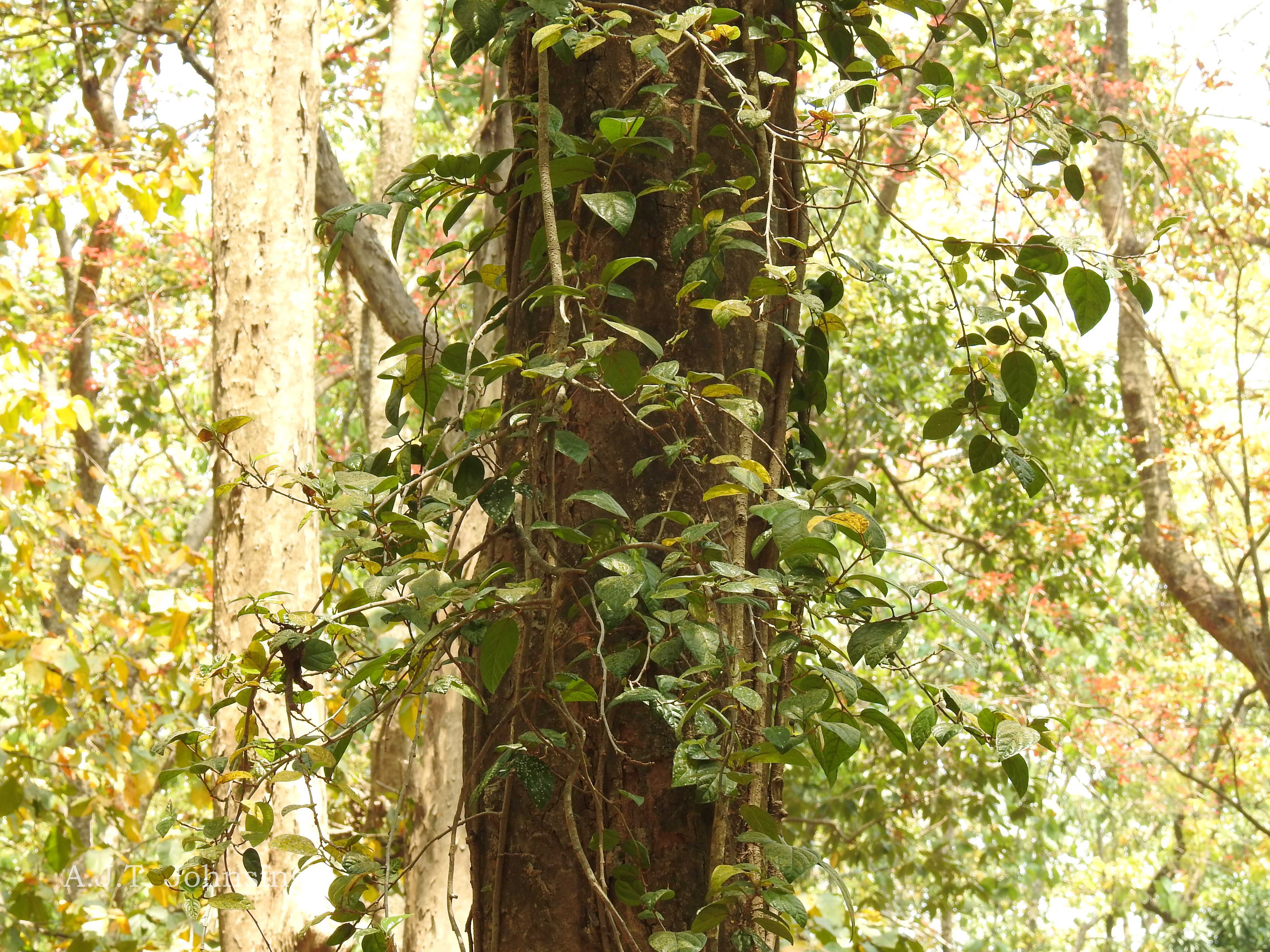 India Flora Online