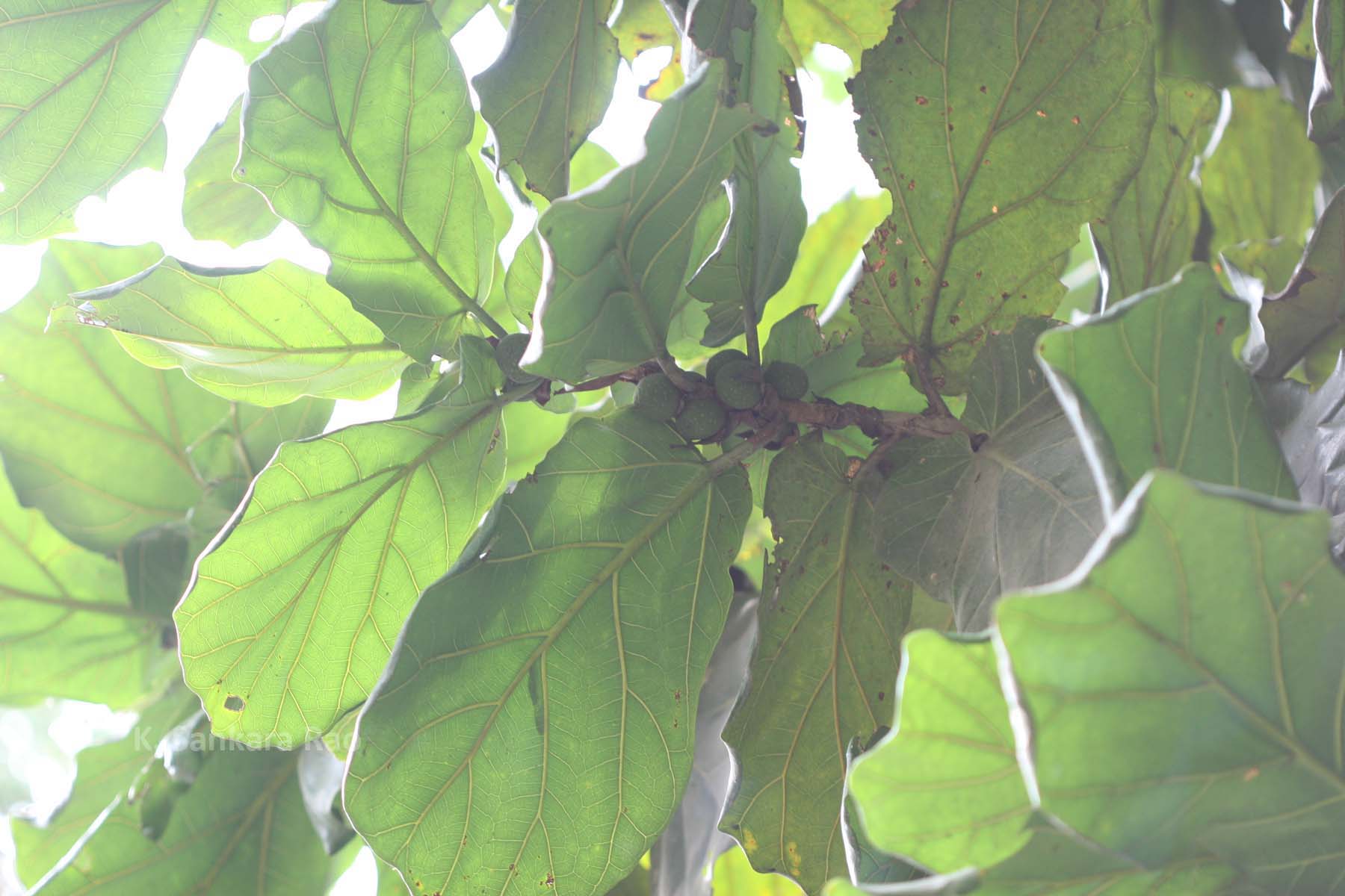India Flora Online