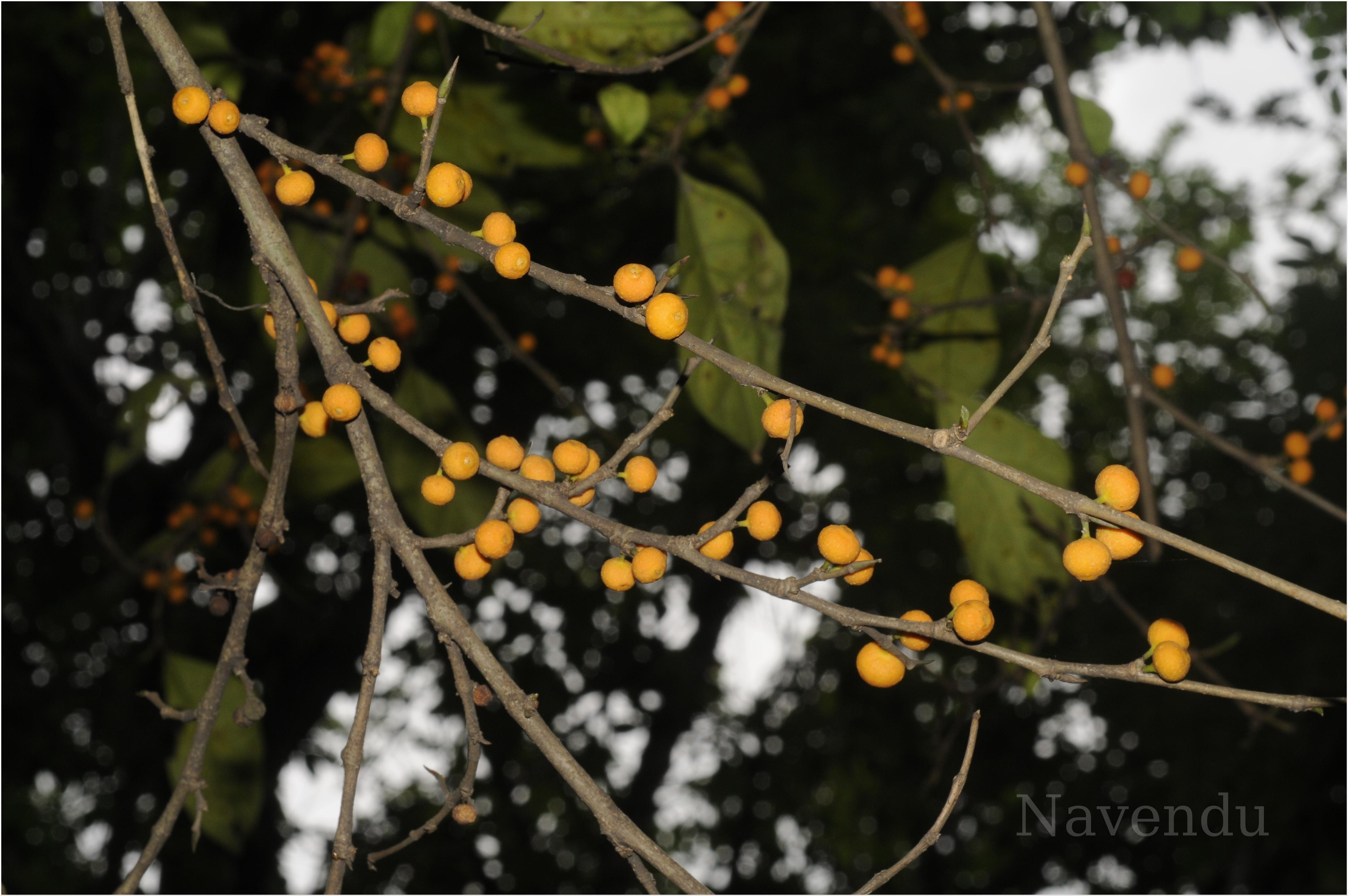 India Flora Online