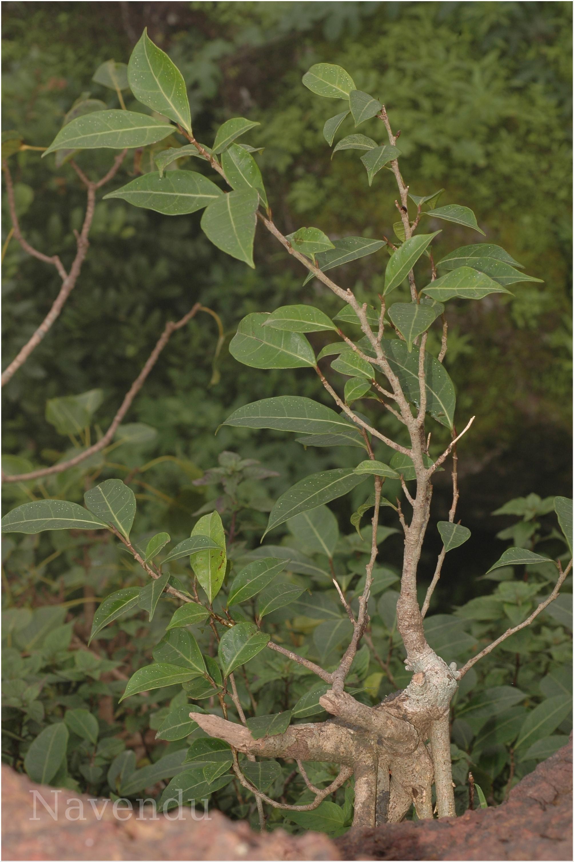 India Flora Online