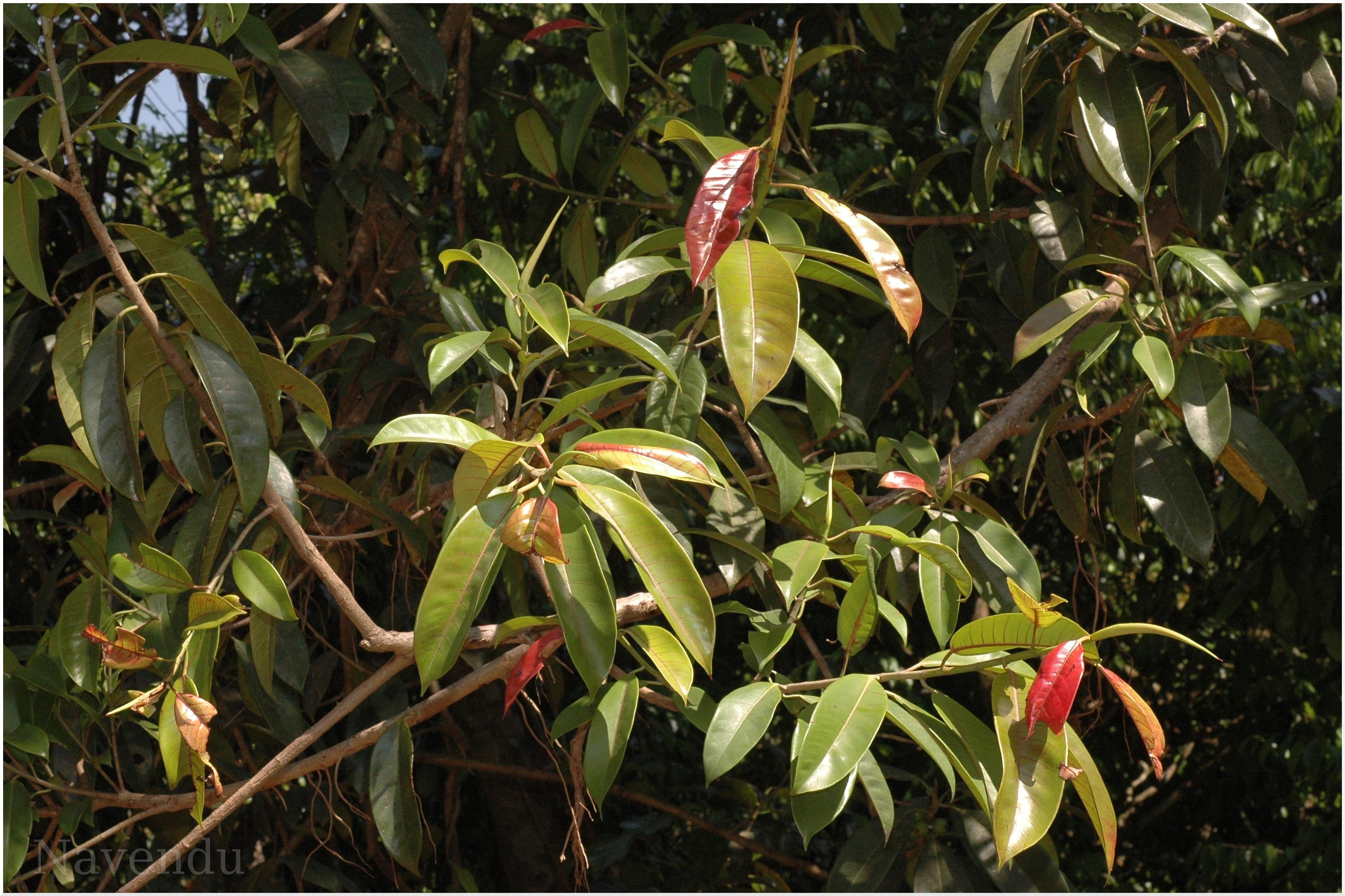 India Flora Online