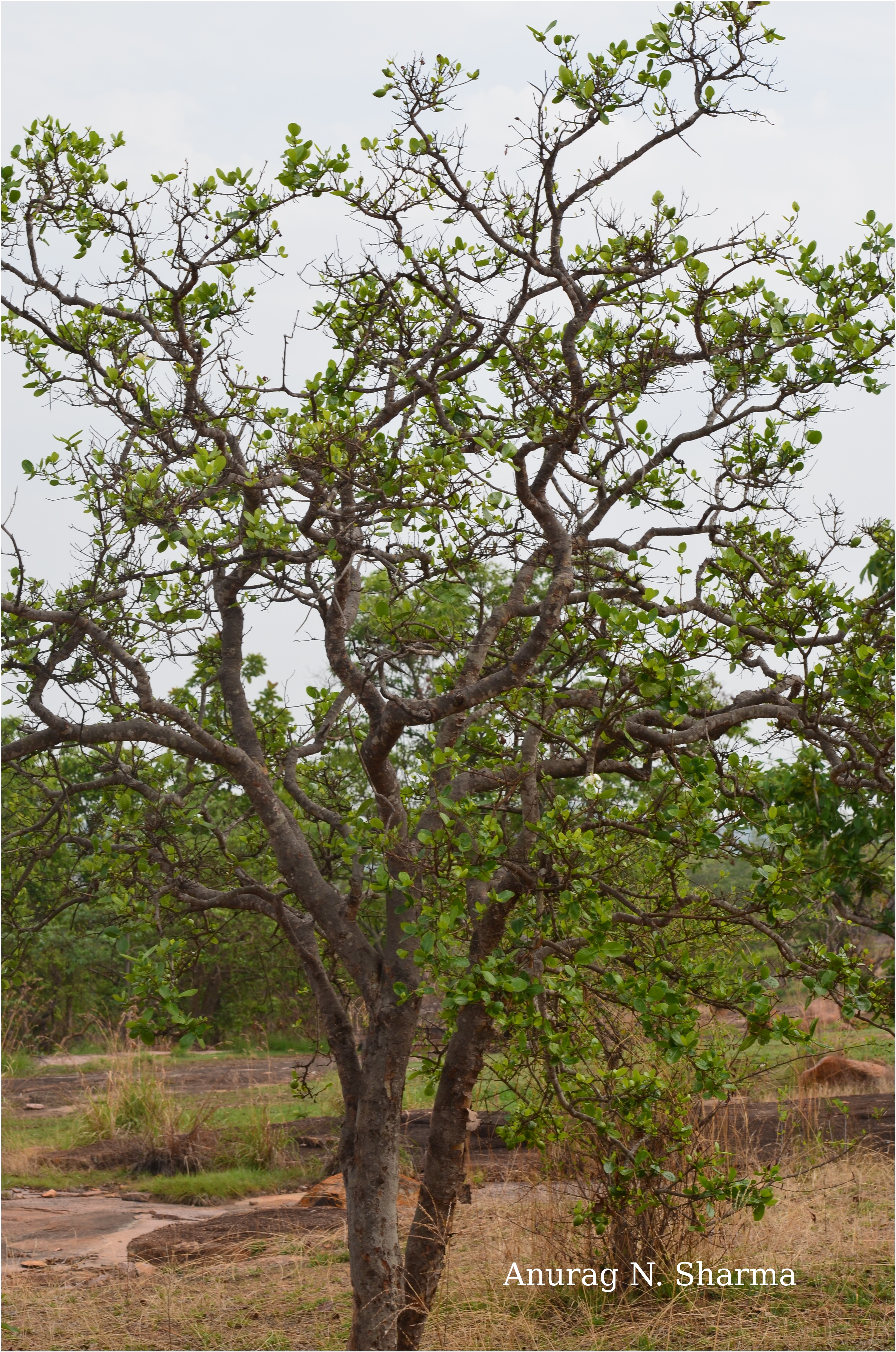 India Flora Online