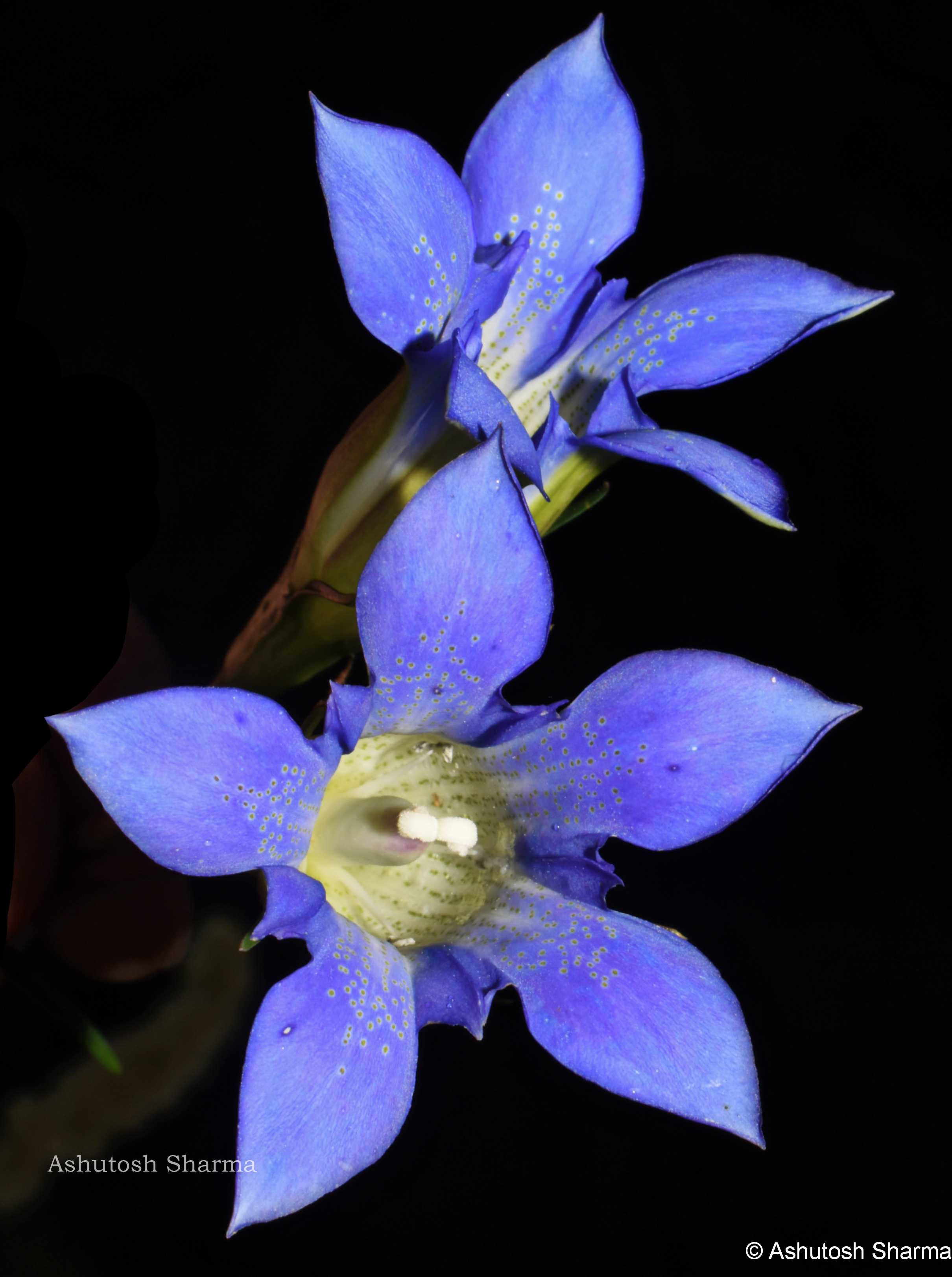 India Flora Online