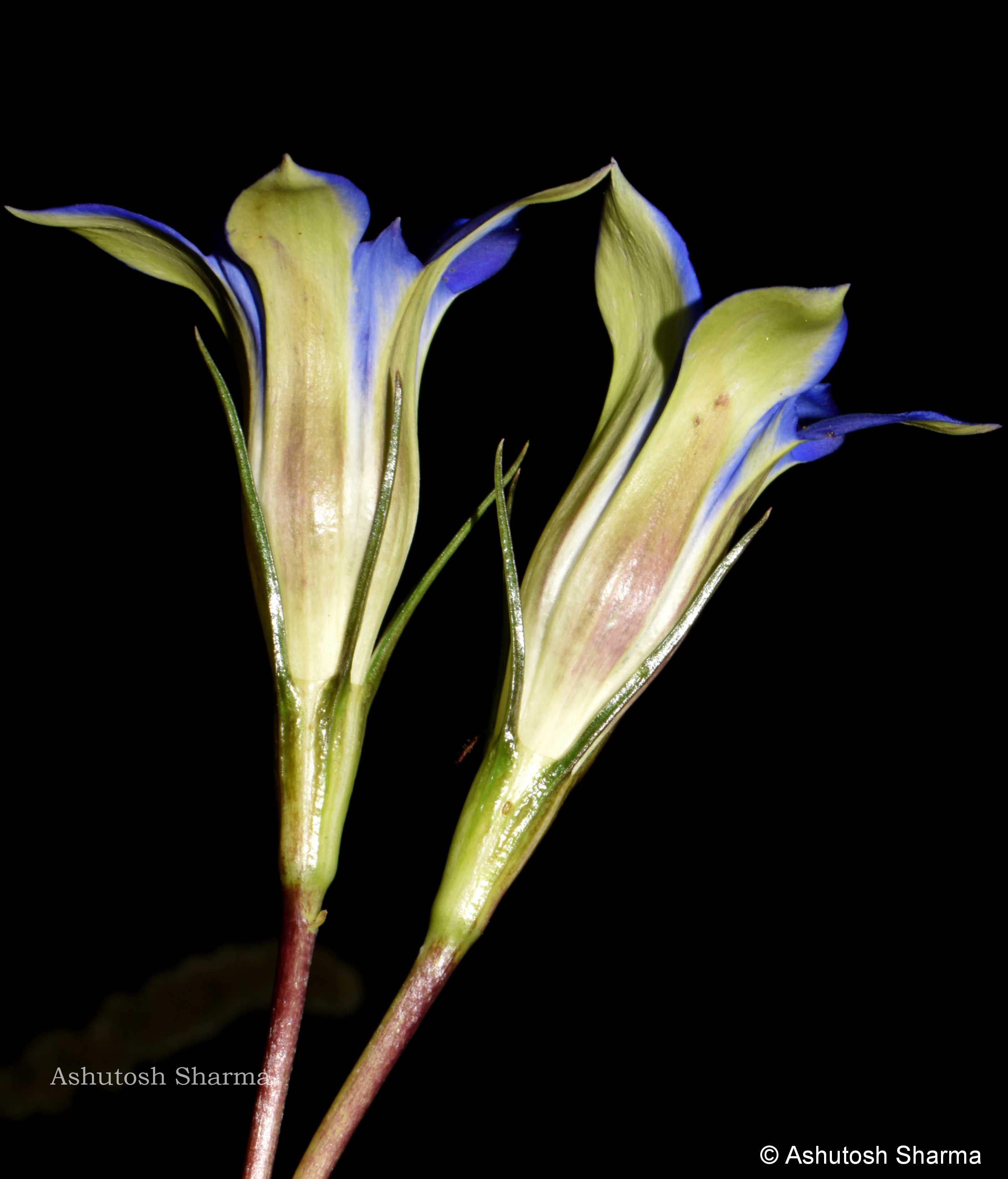 India Flora Online