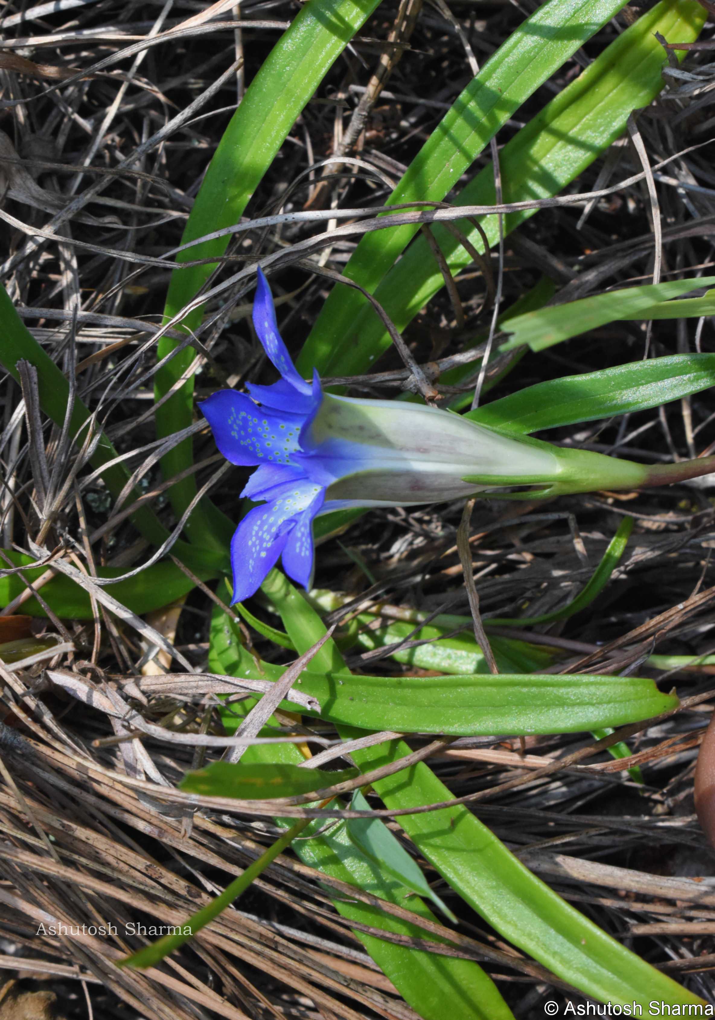 India Flora Online