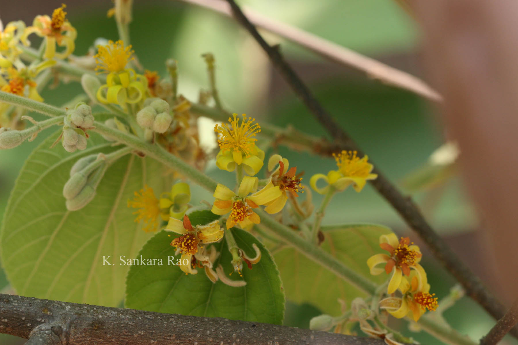 India Flora Online