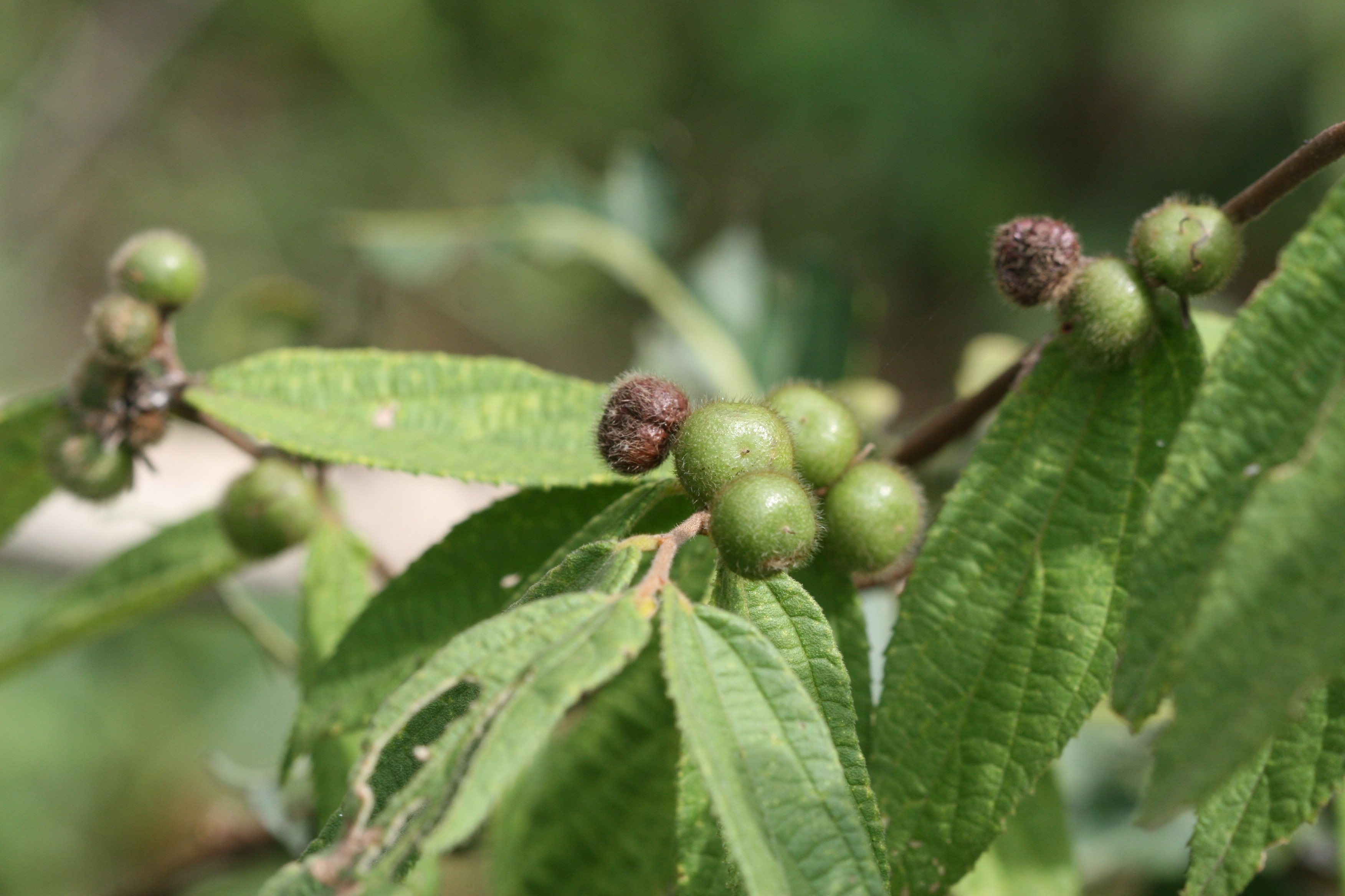 India Flora Online