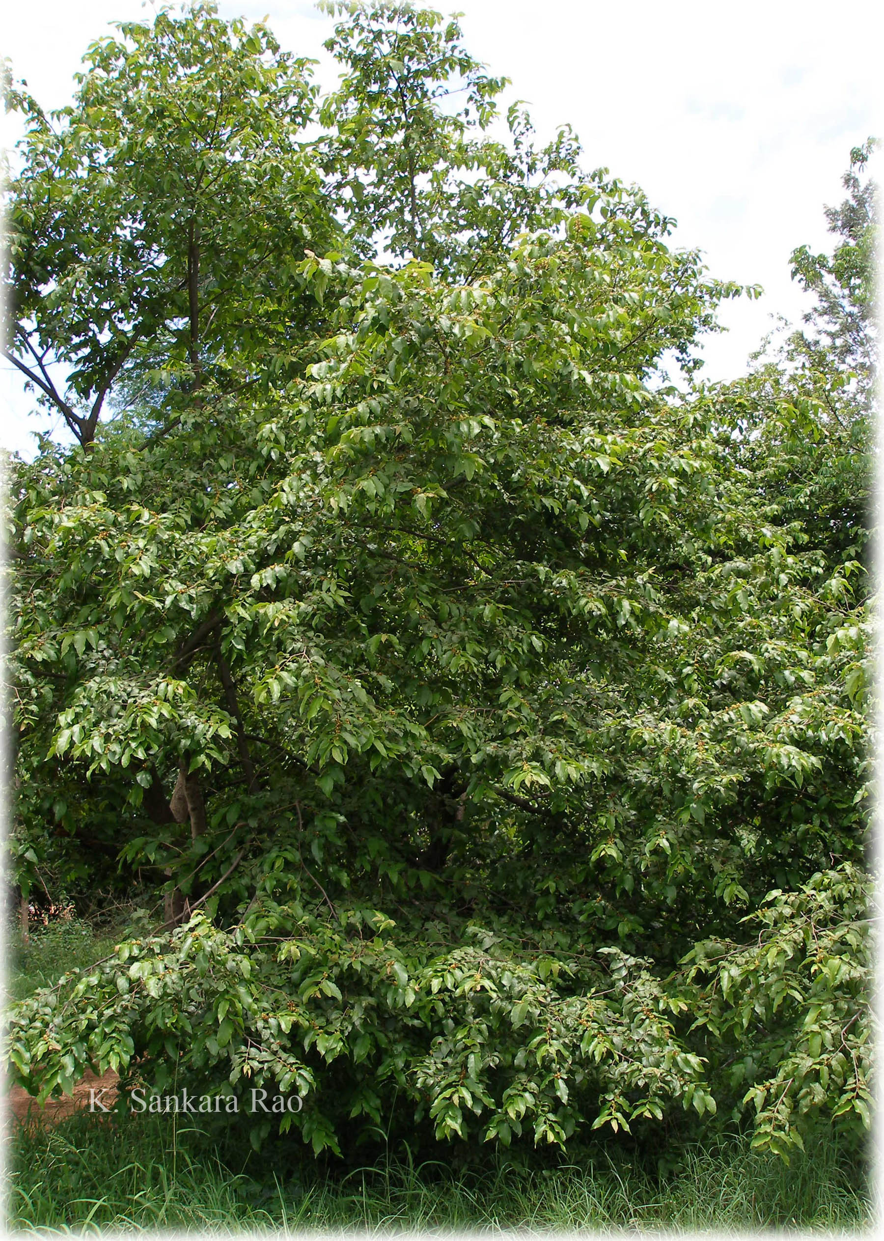India Flora Online