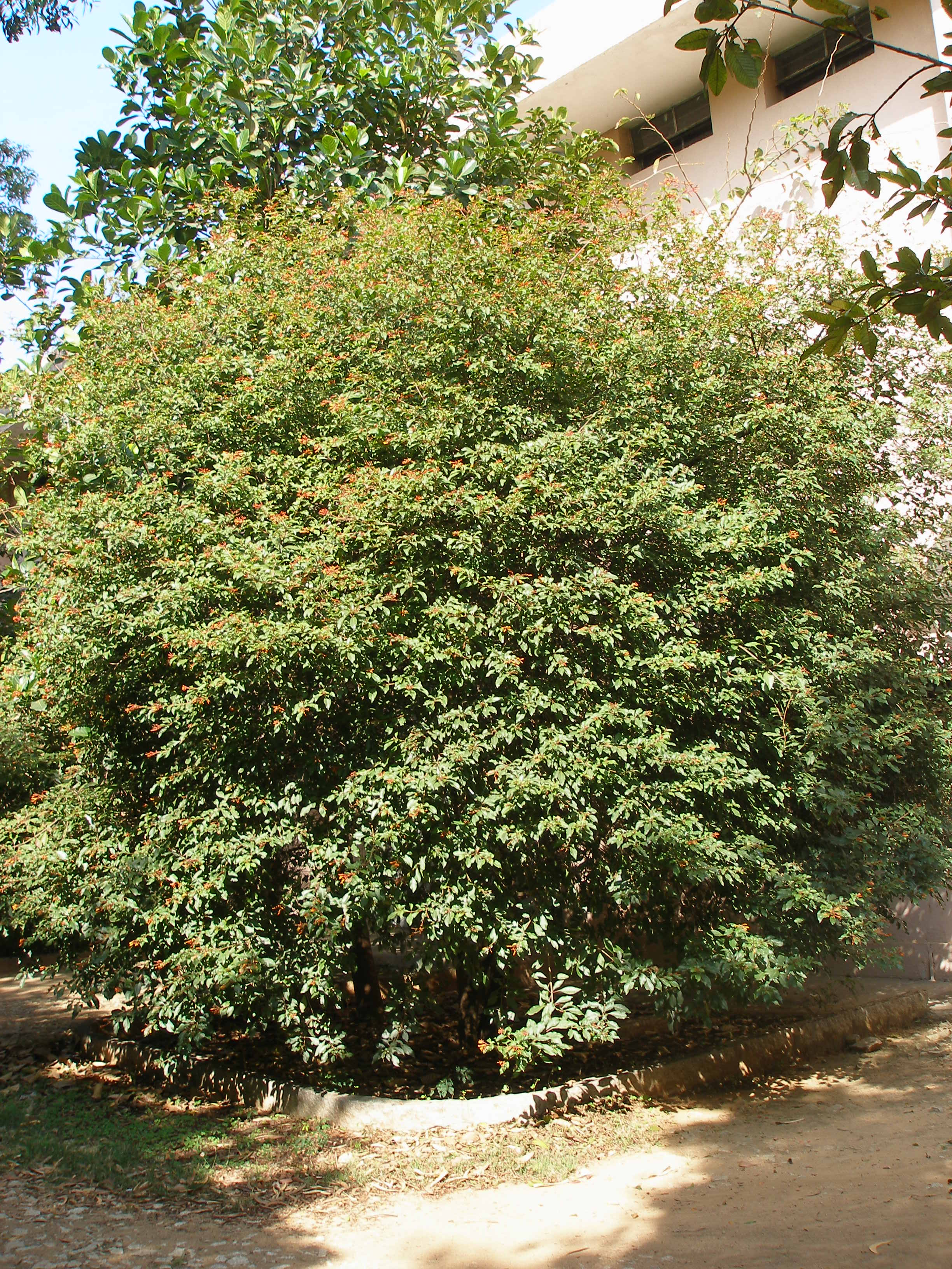 India Flora Online
