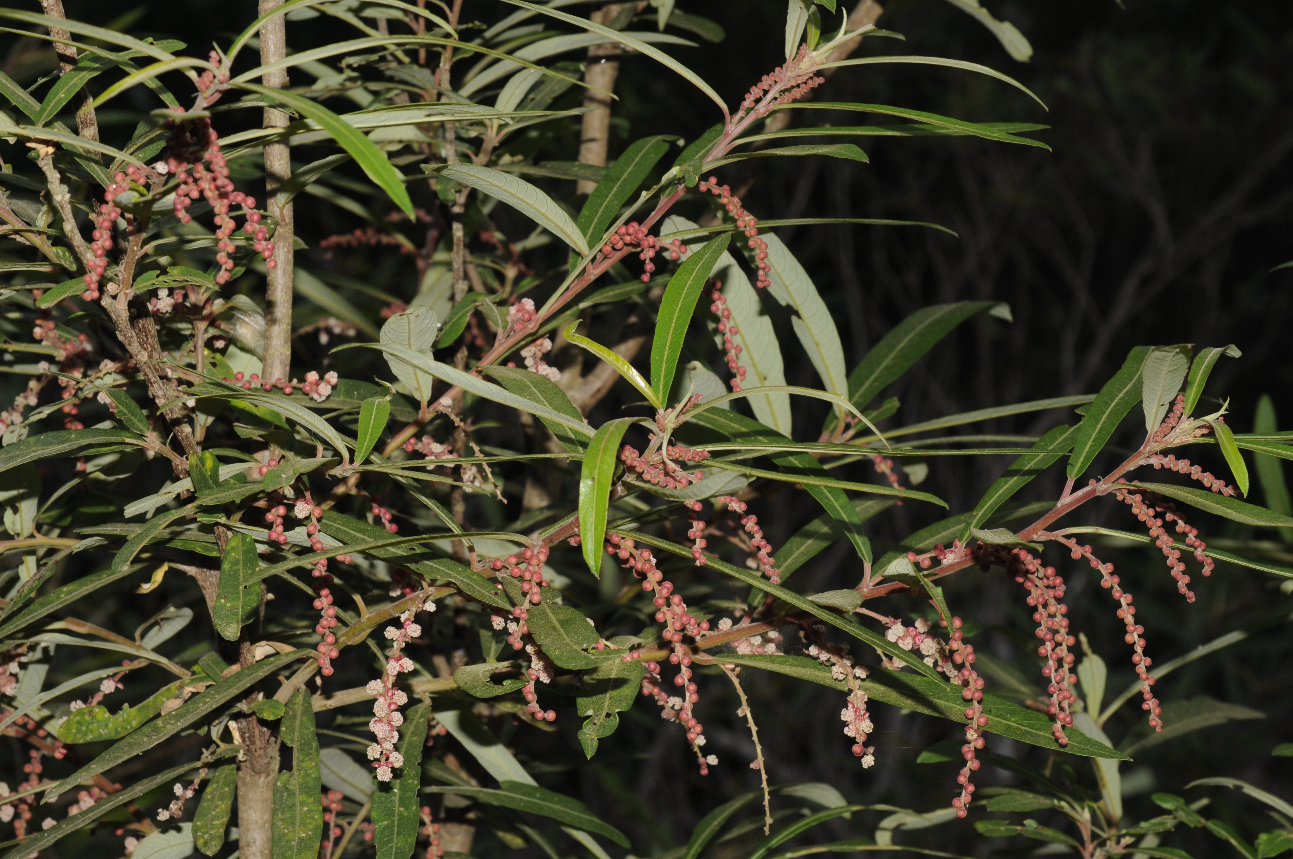 India Flora Online
