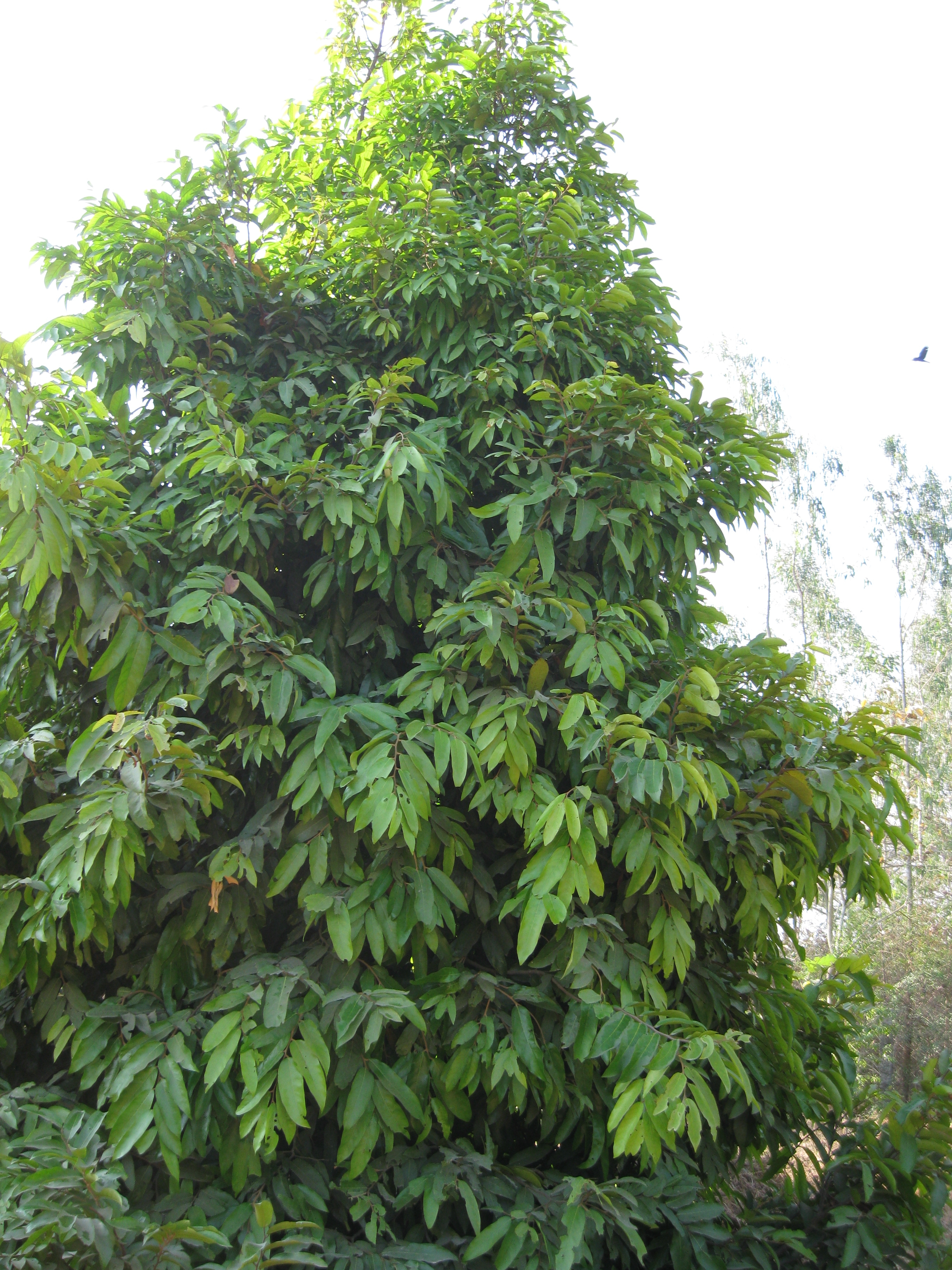 India Flora Online