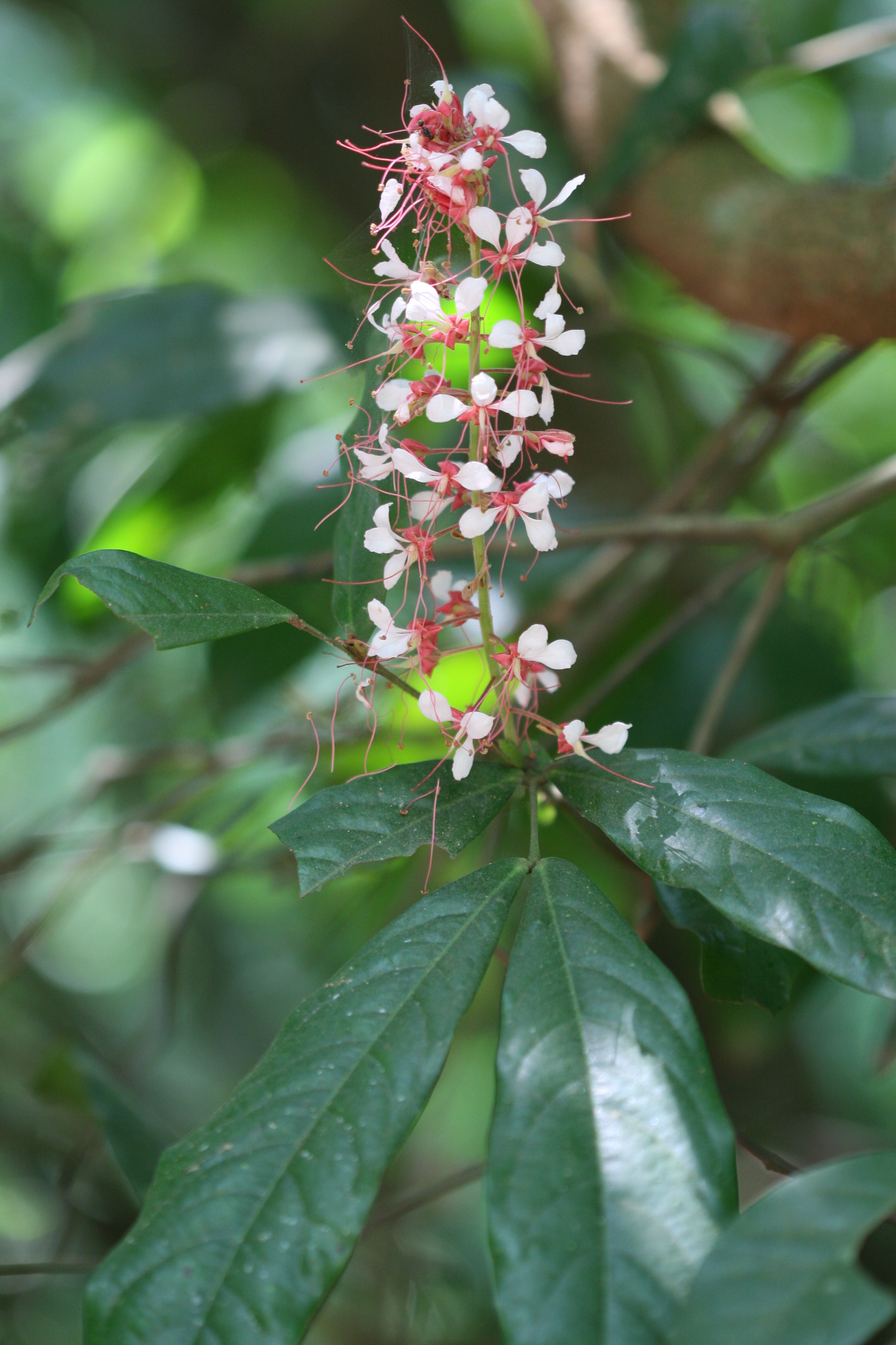 India Flora Online