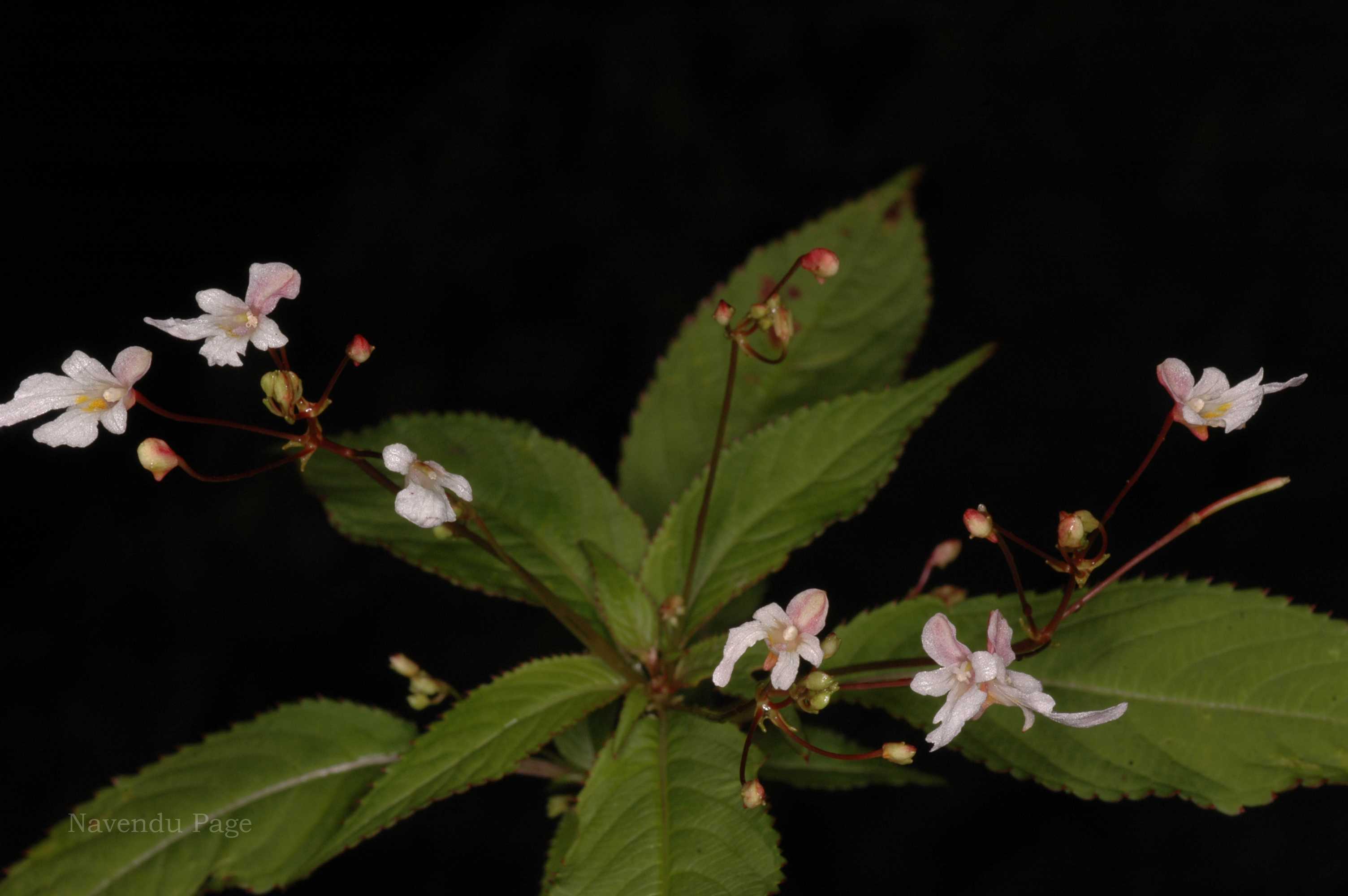 India Flora Online
