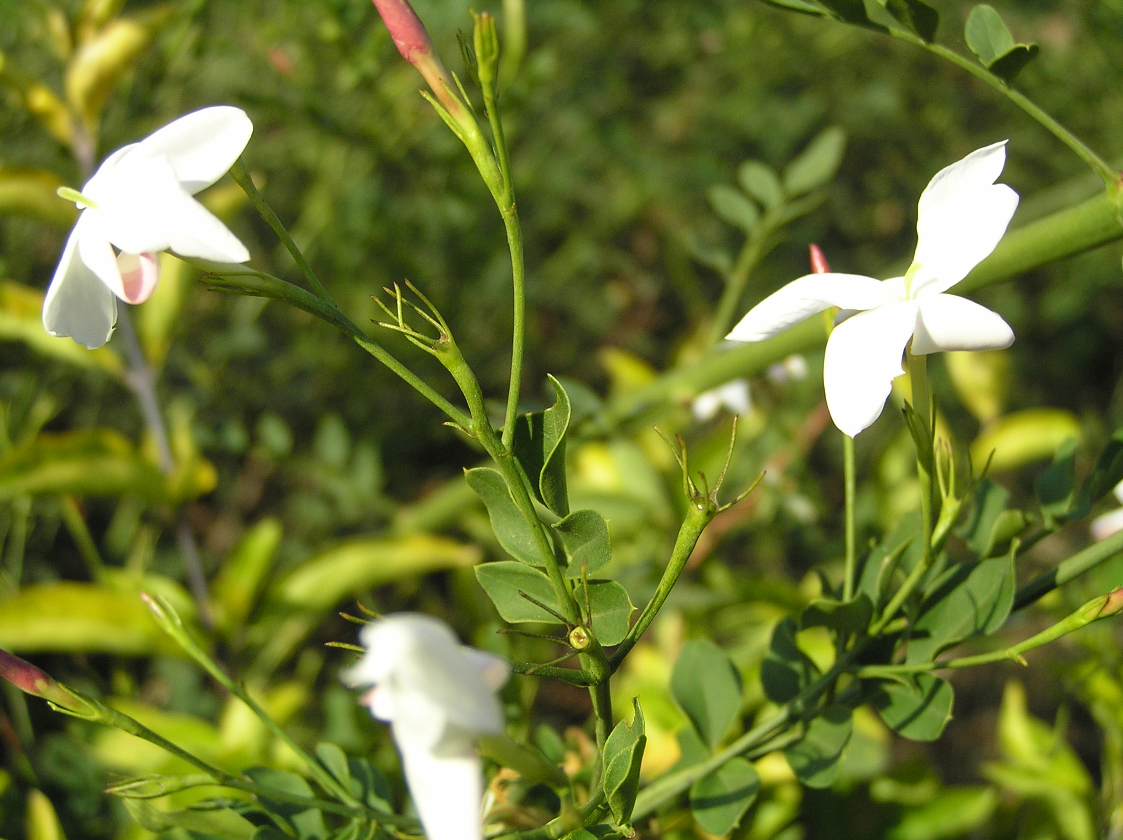 India Flora Online