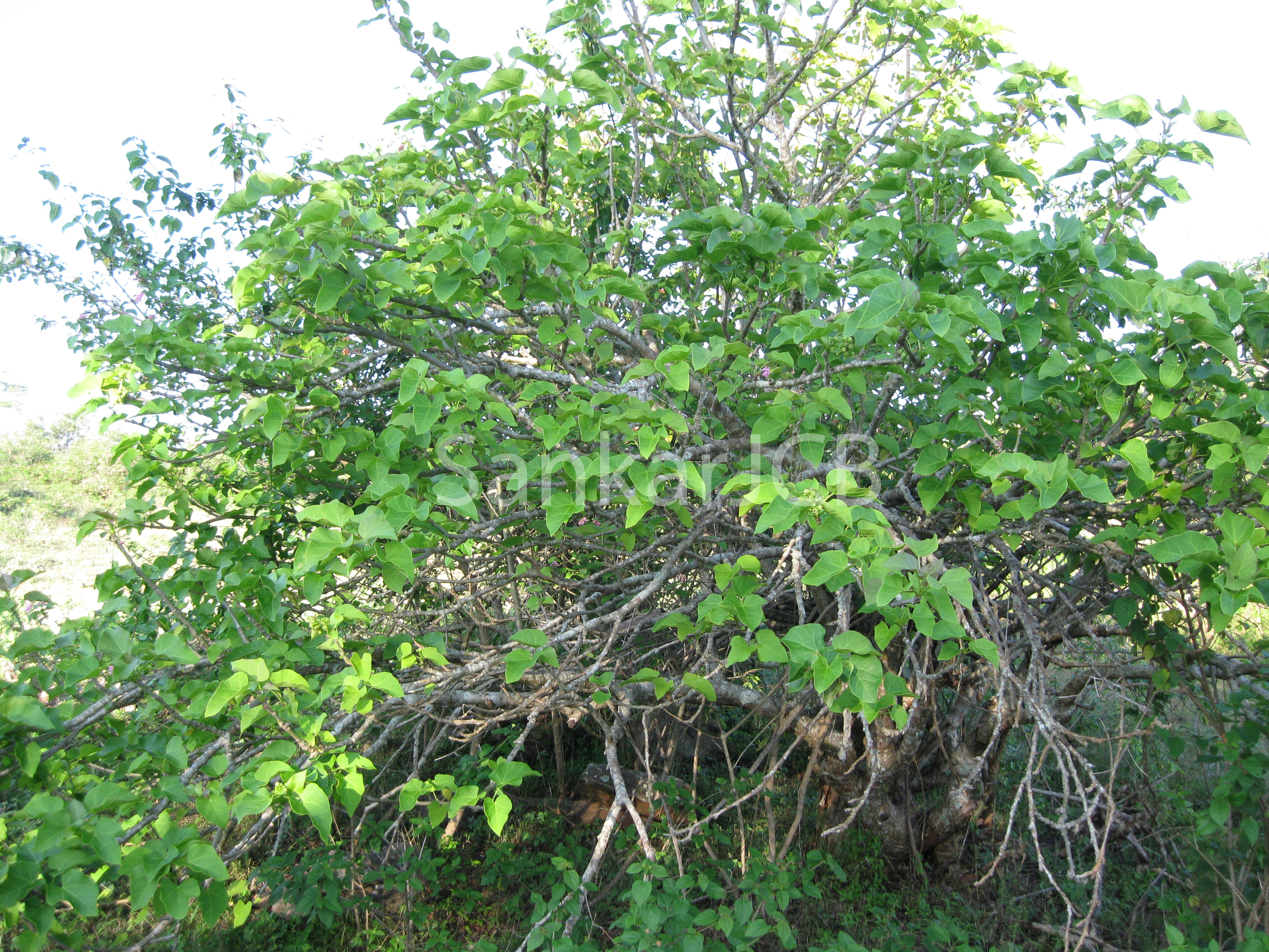 India Flora Online