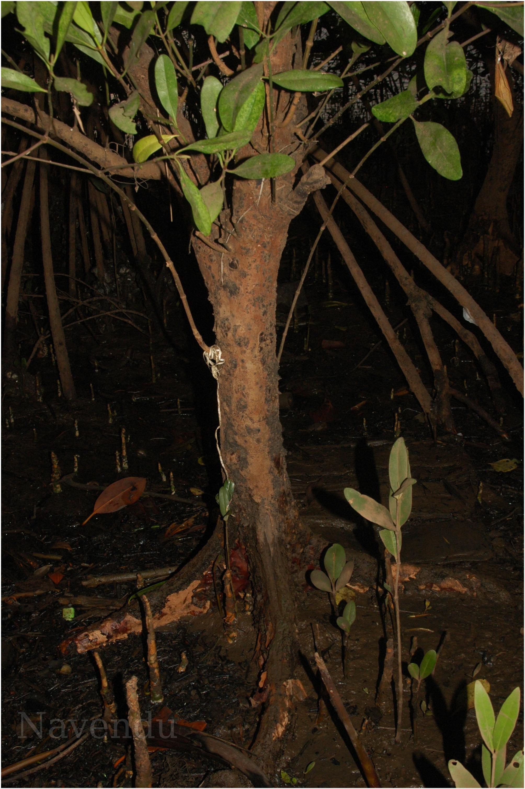 India Flora Online