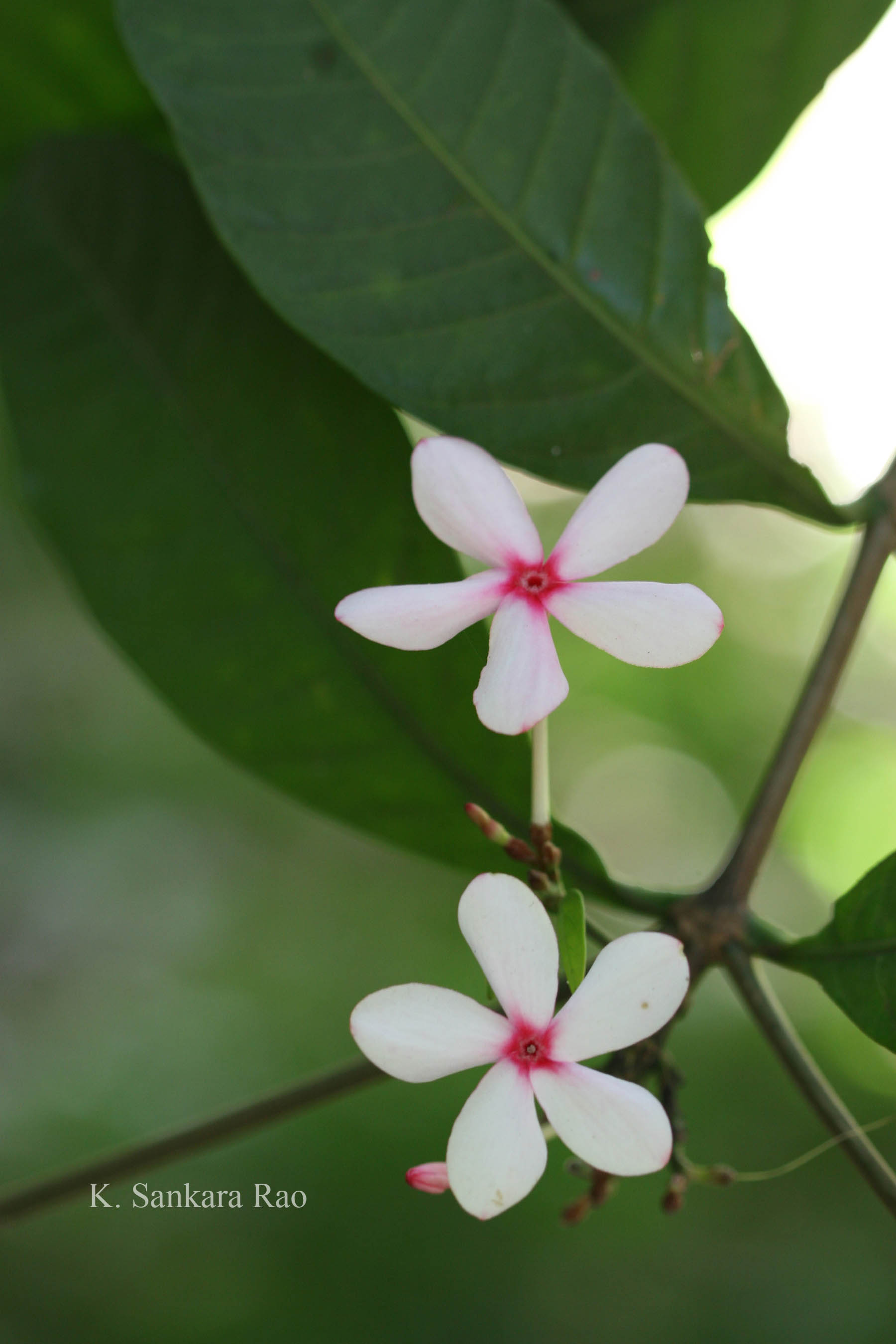India Flora Online