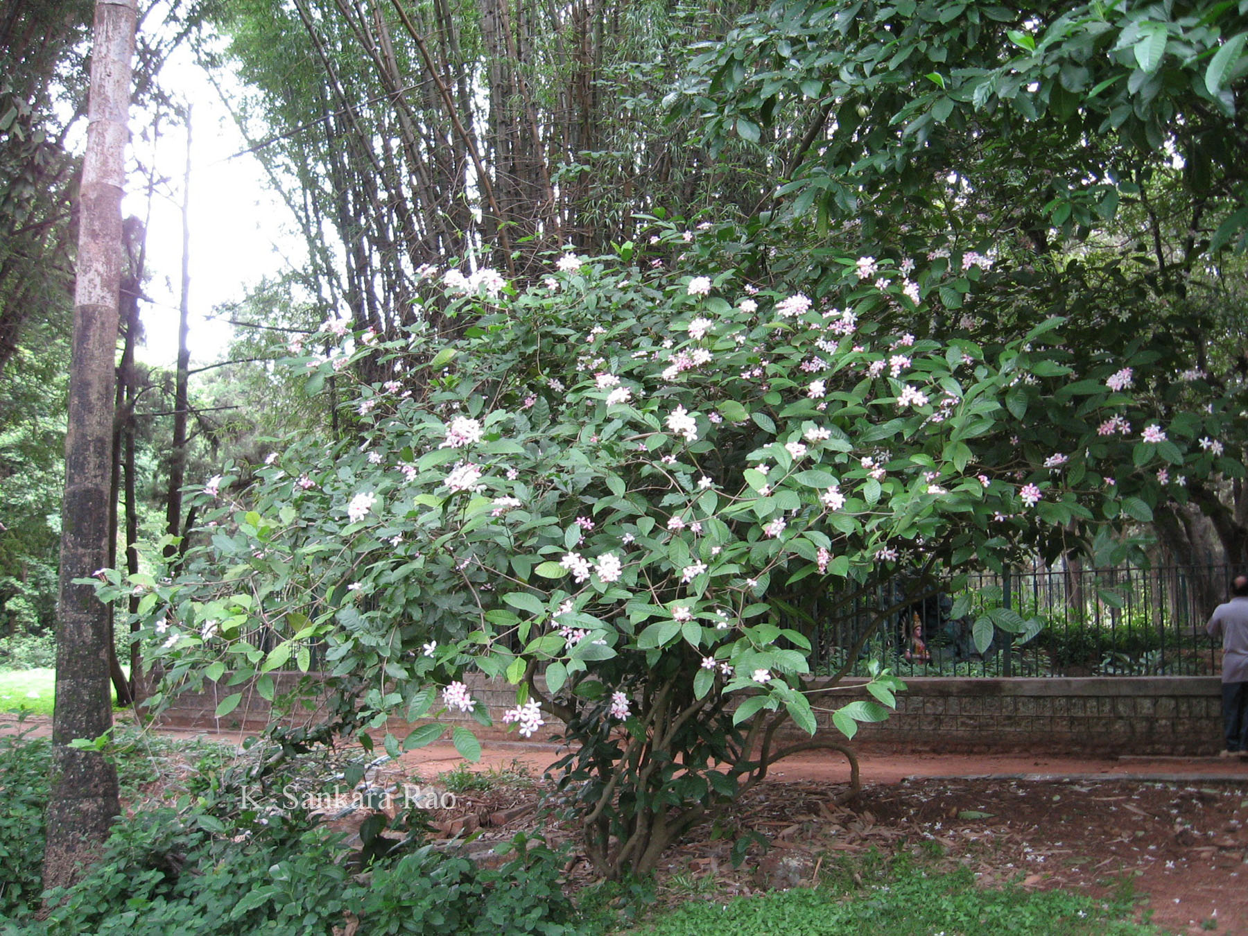 India Flora Online