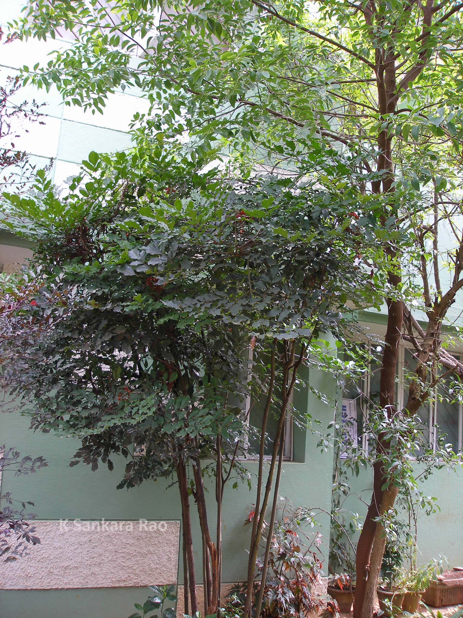 India Flora Online