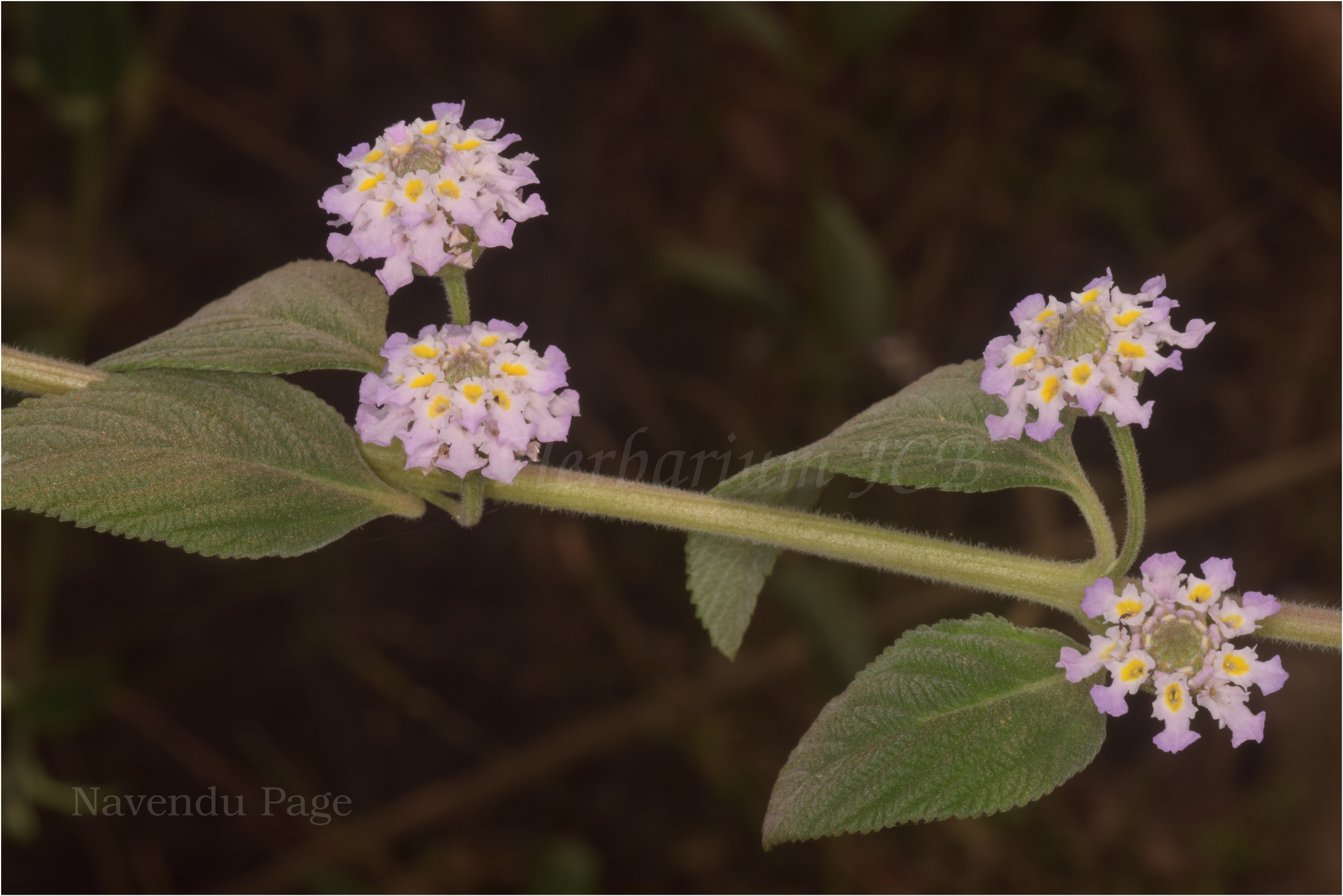 India Flora Online