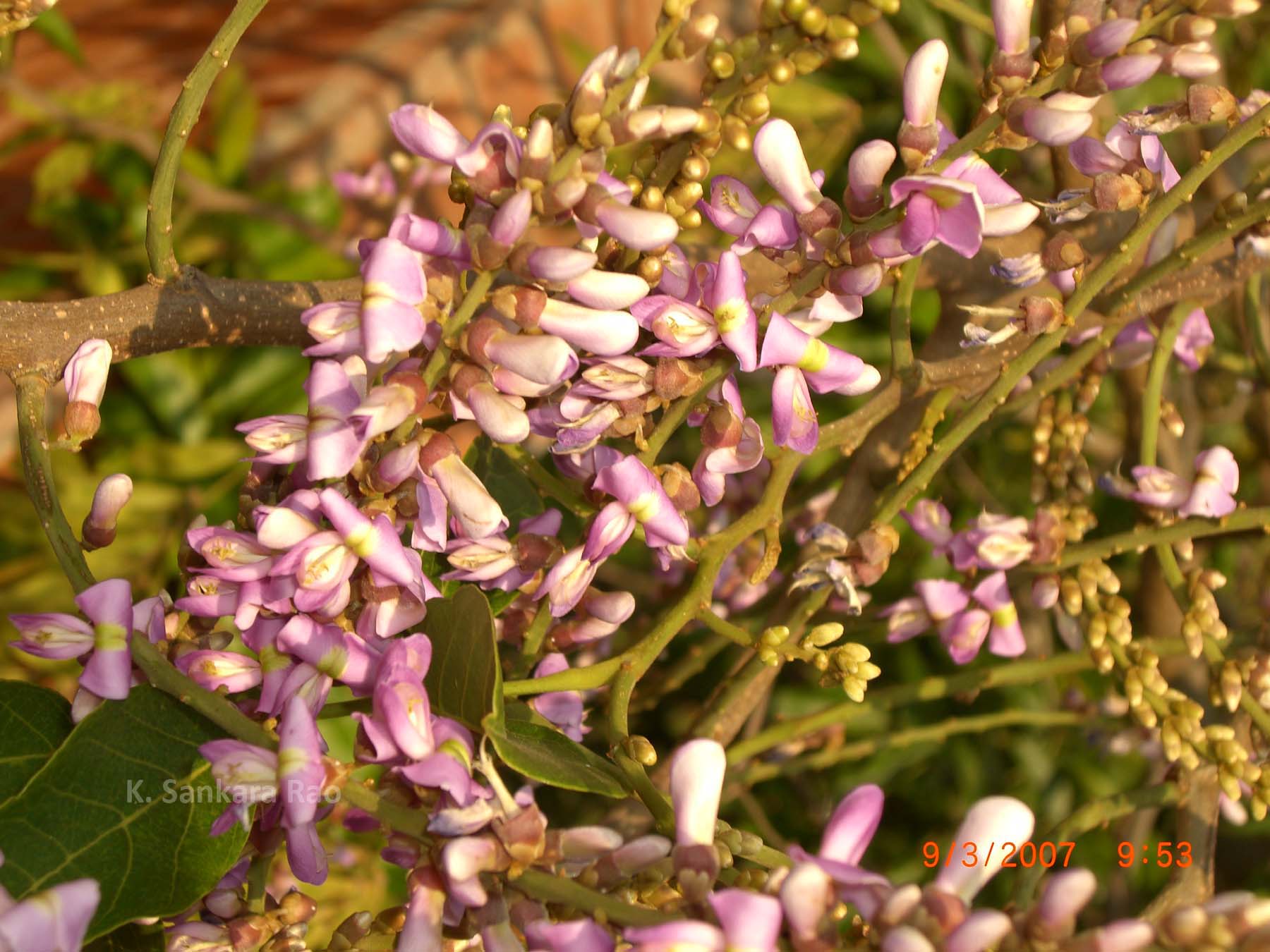 India Flora Online