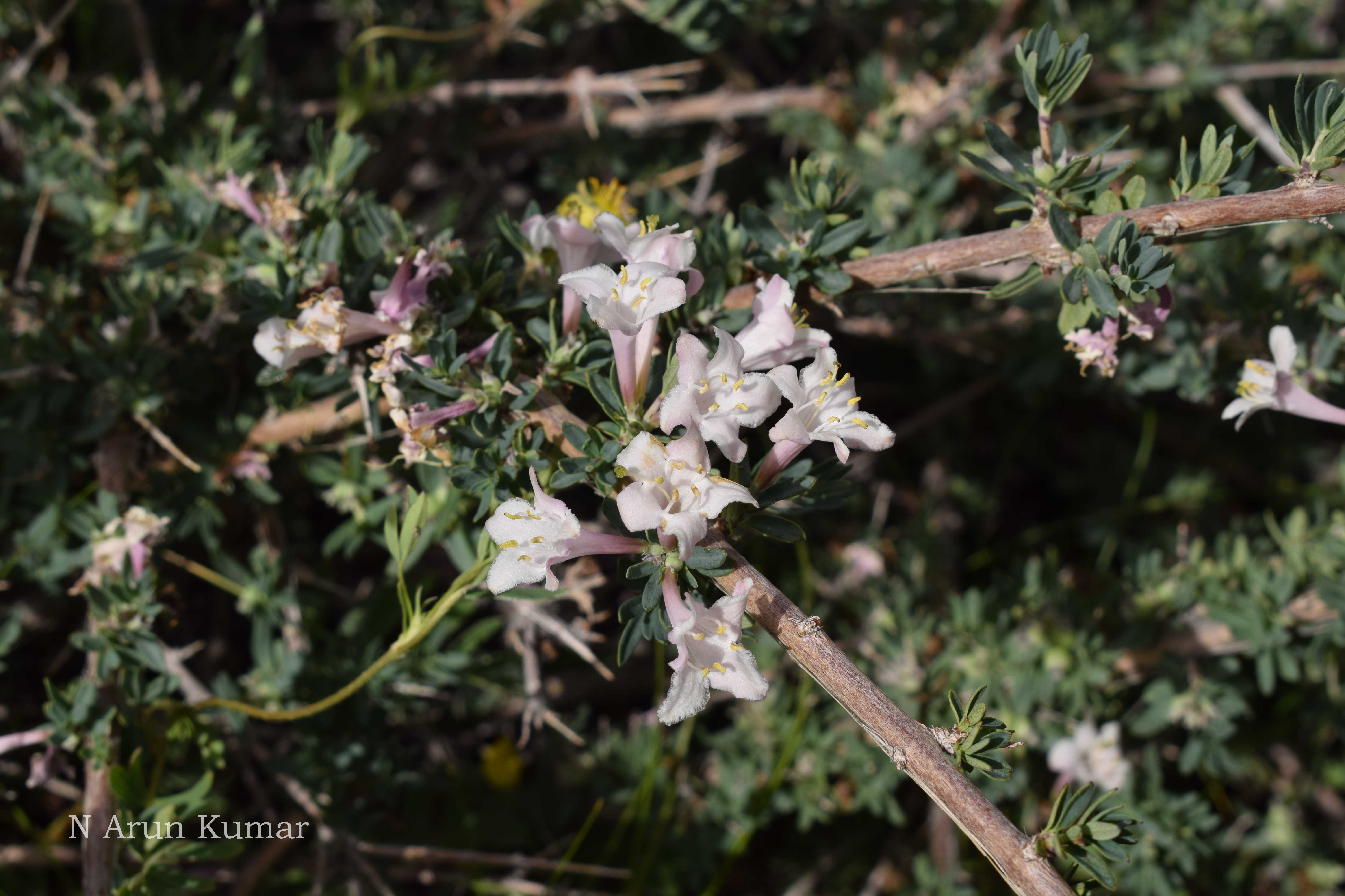 India Flora Online
