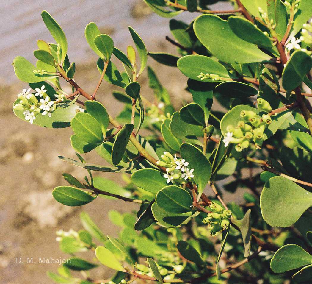 India Flora Online