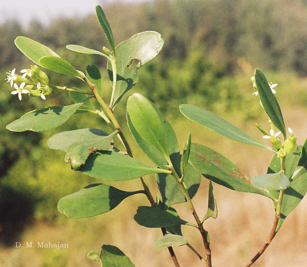 India Flora Online