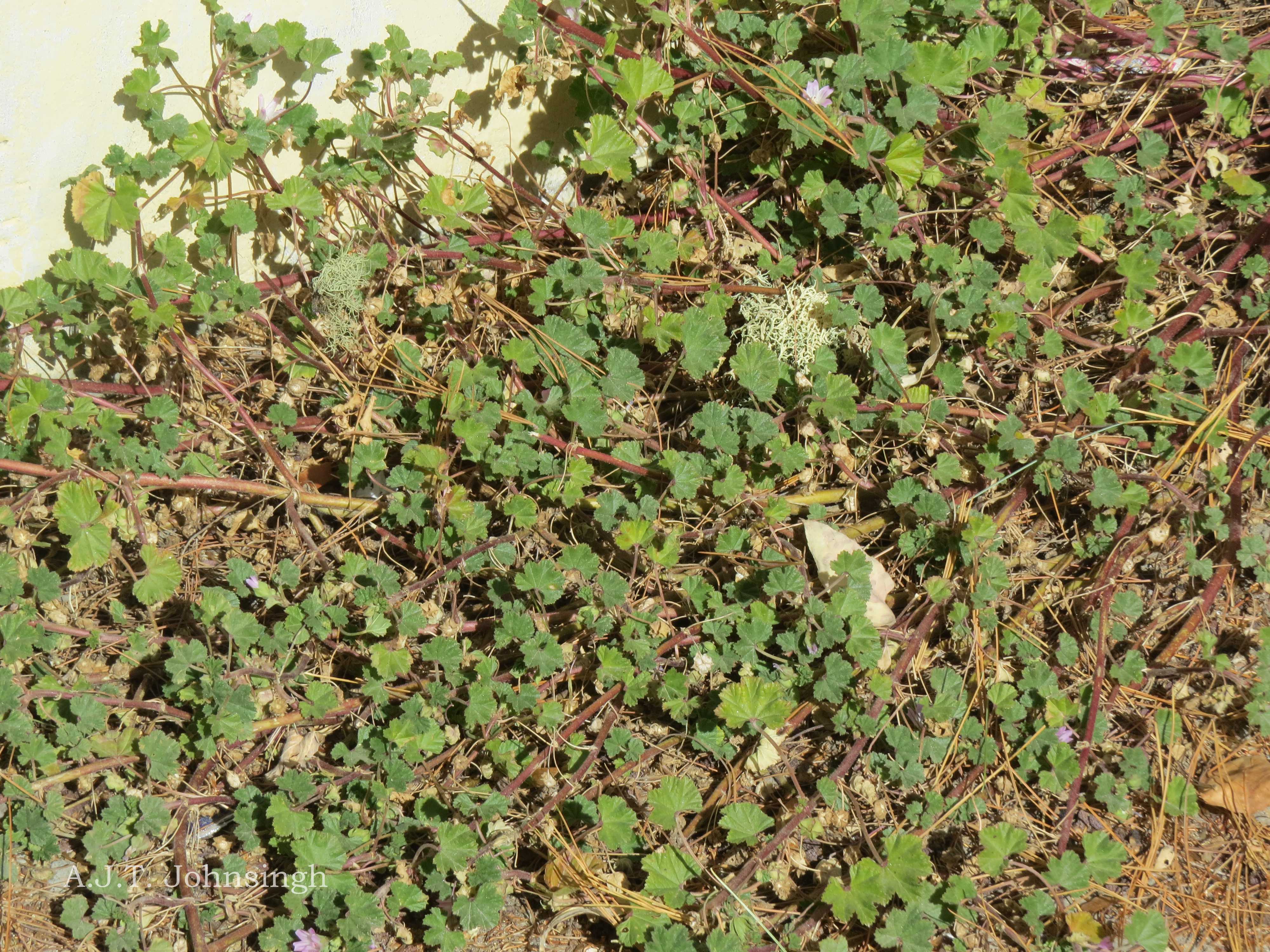 India Flora Online