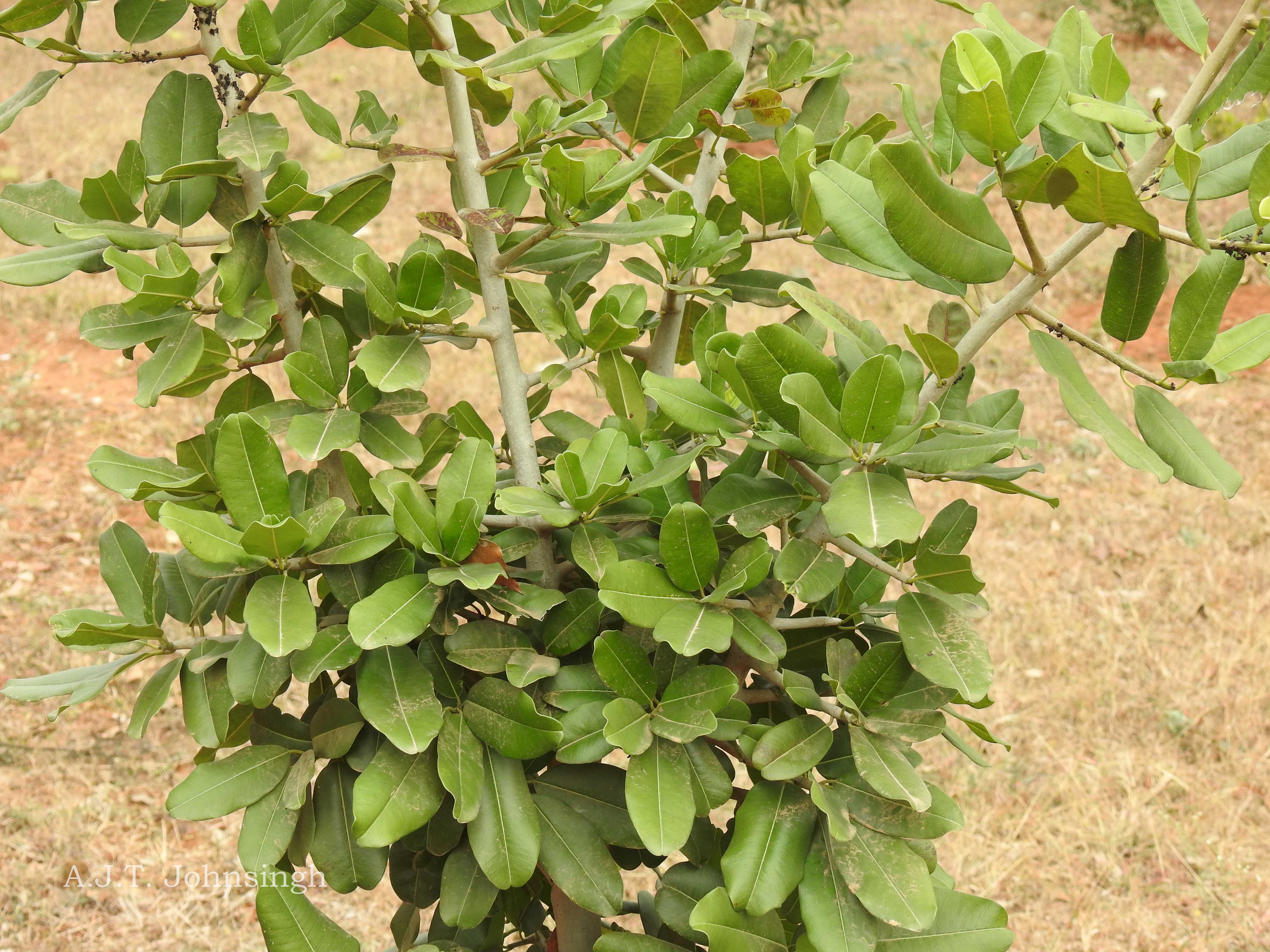 India Flora Online