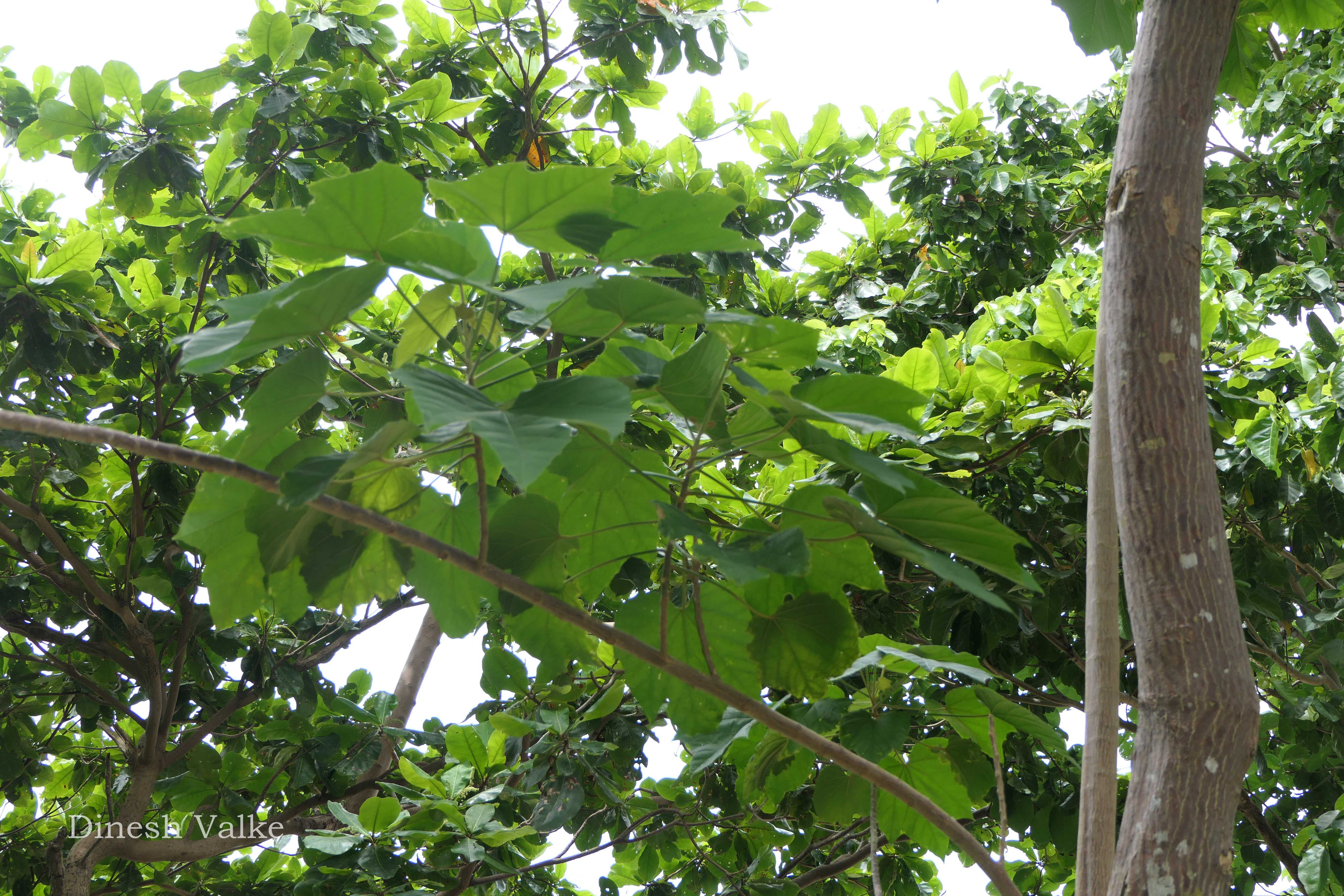 India Flora Online