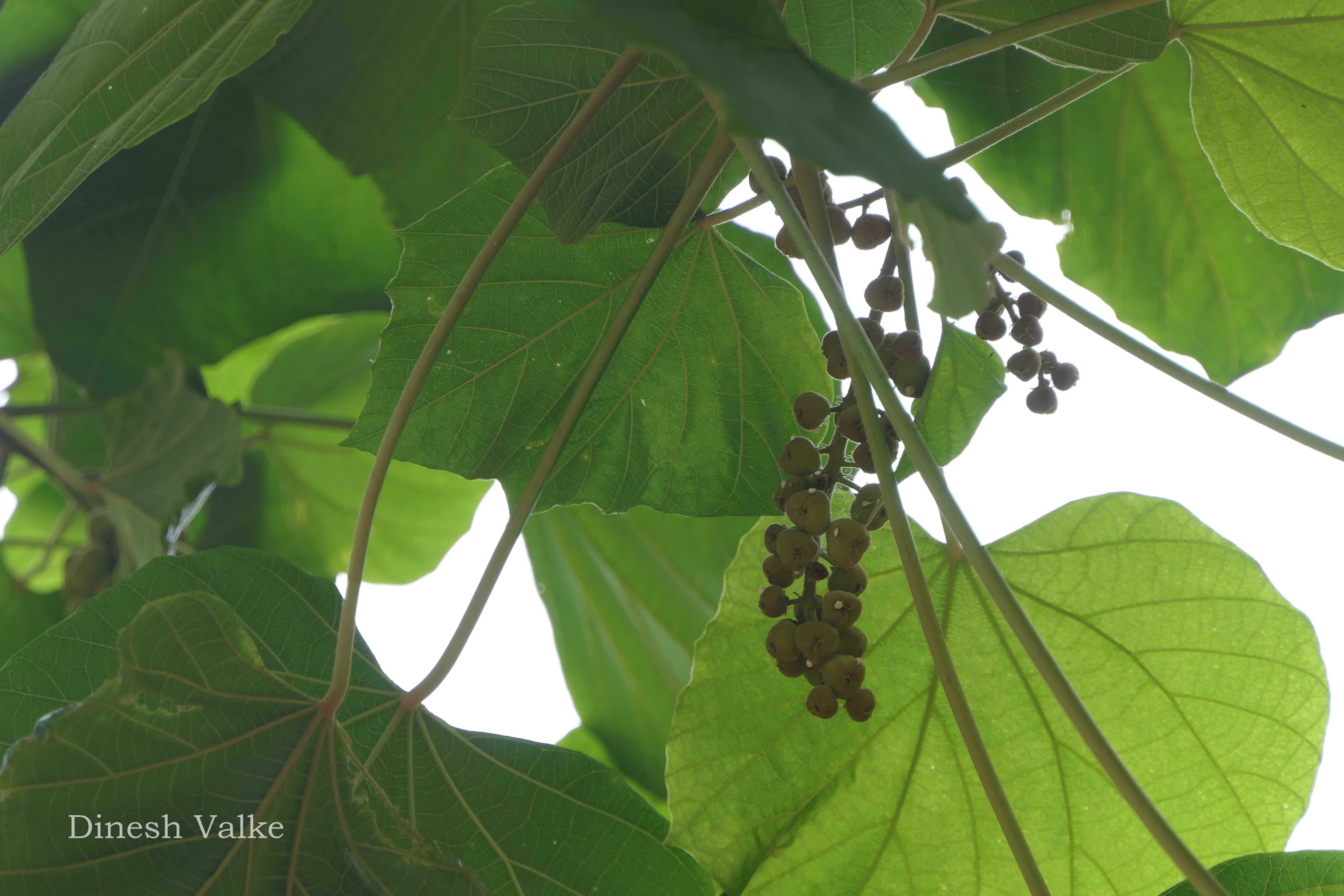 India Flora Online