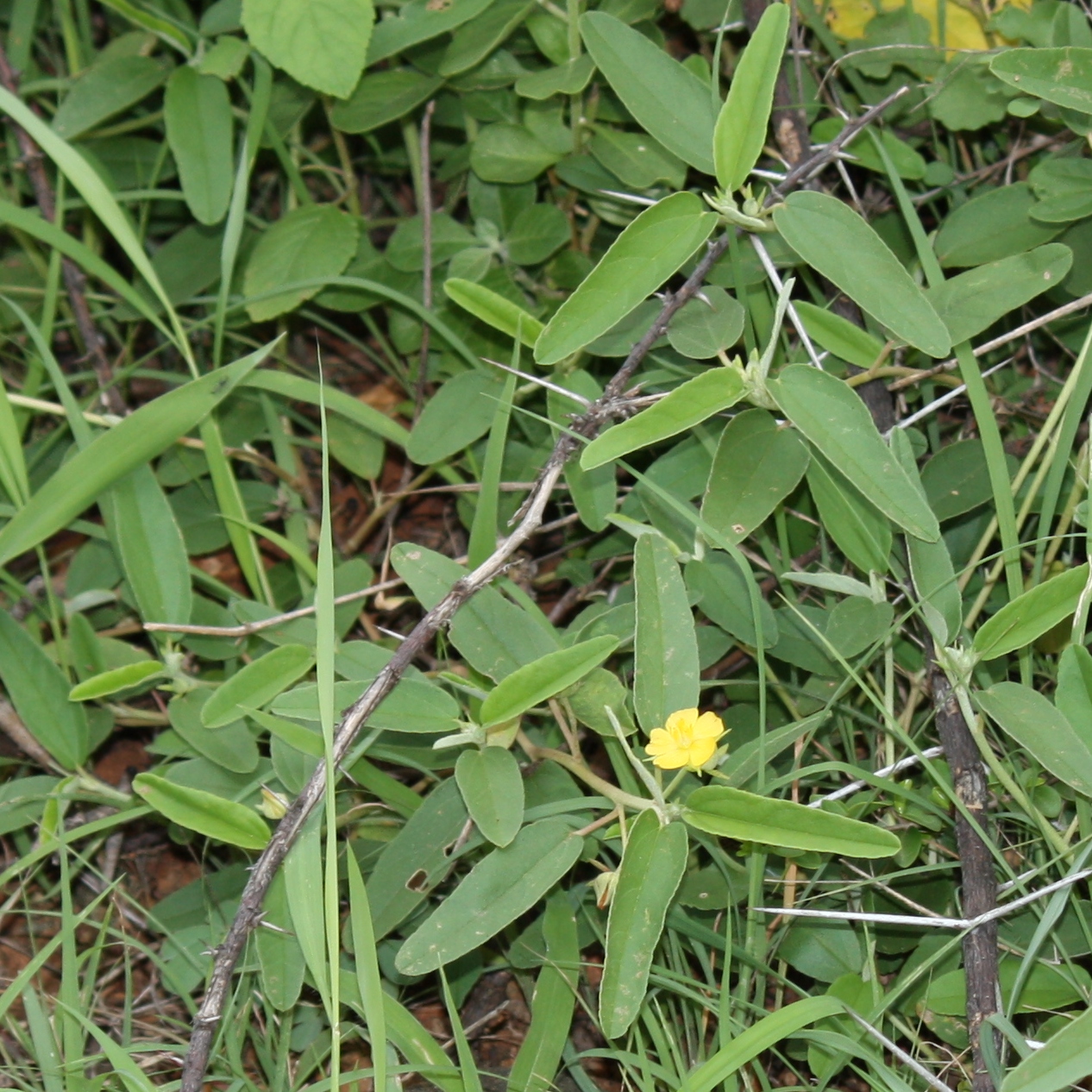 India Flora Online