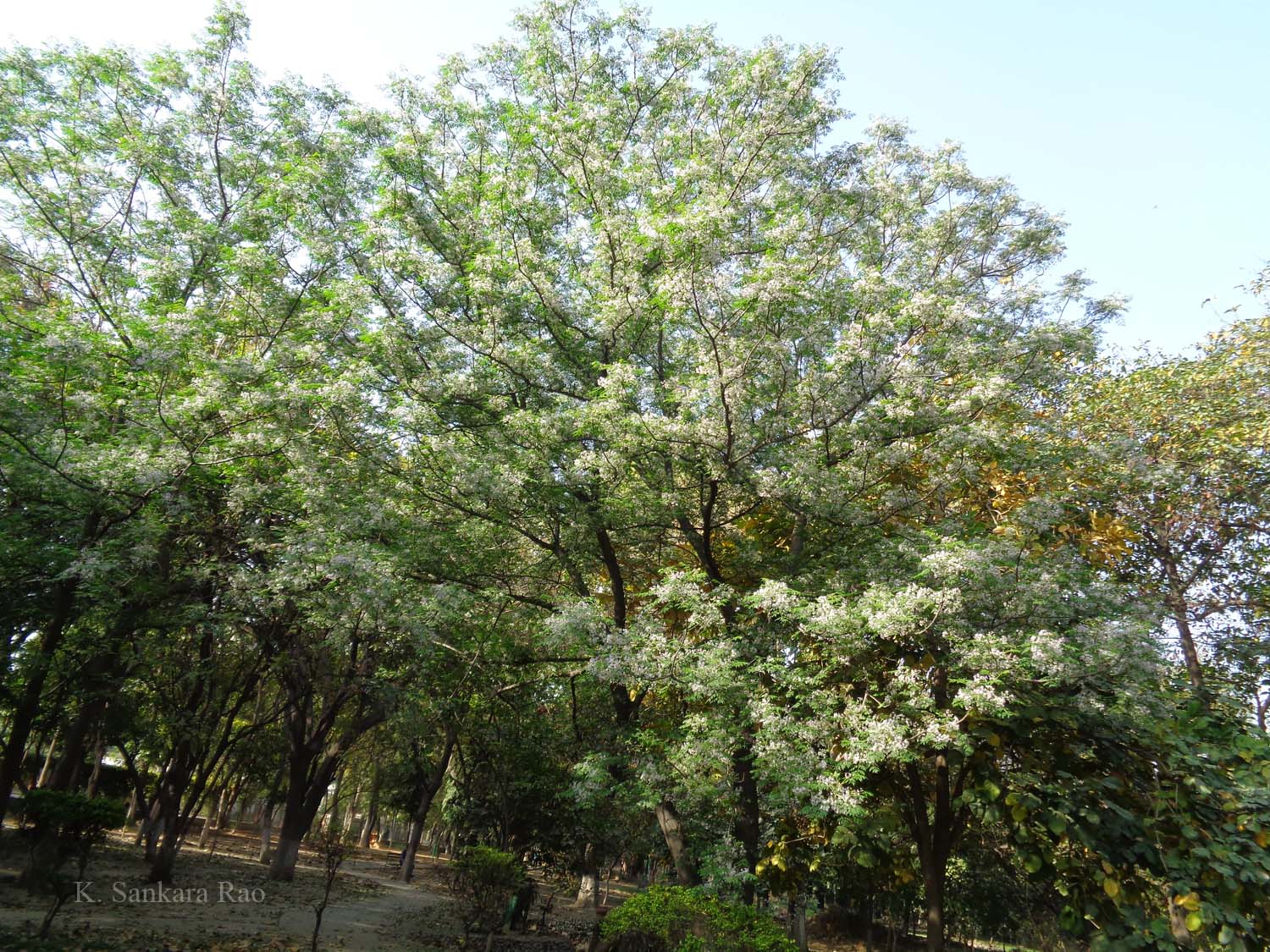 India Flora Online