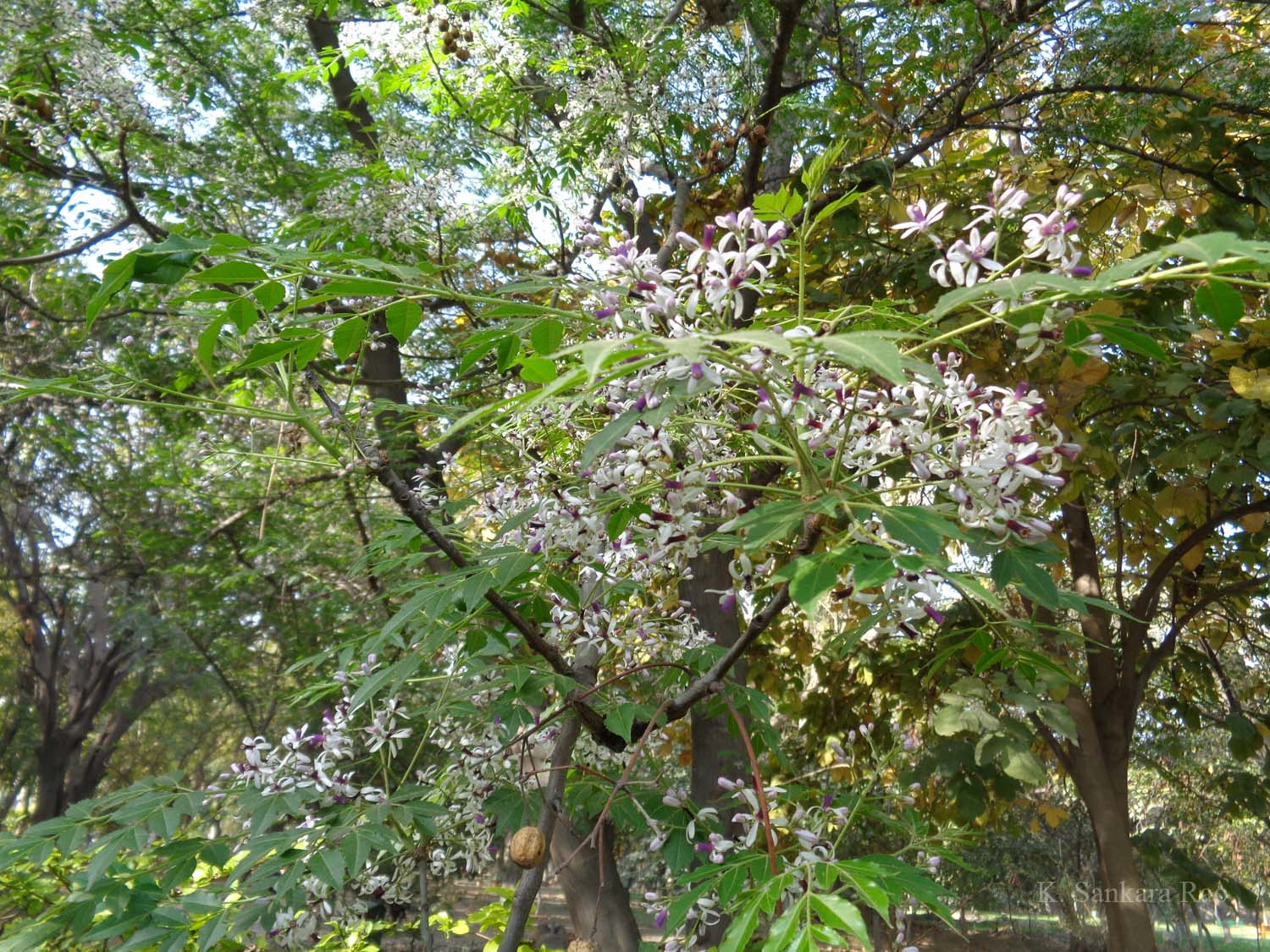 India Flora Online
