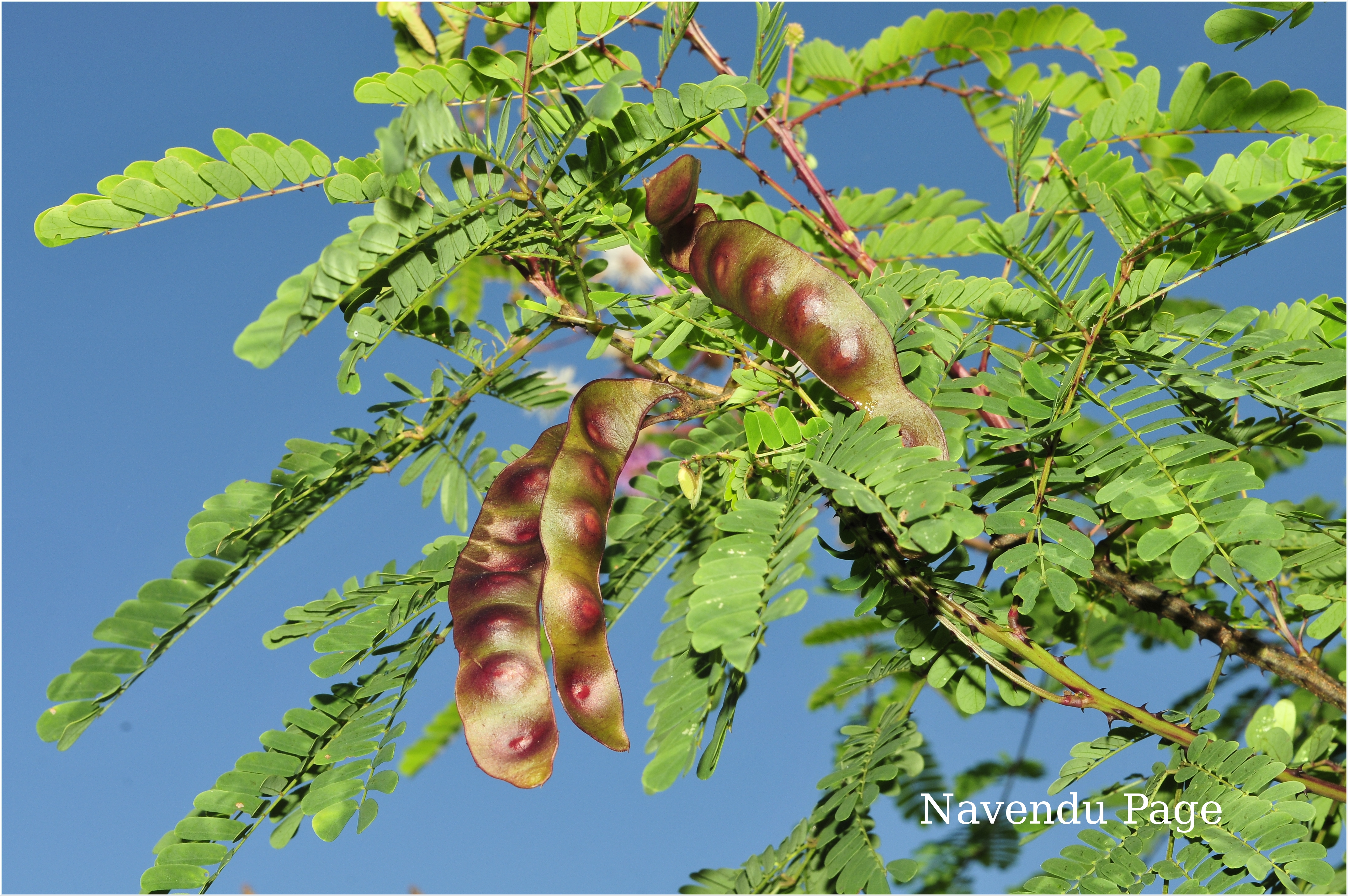 India Flora Online