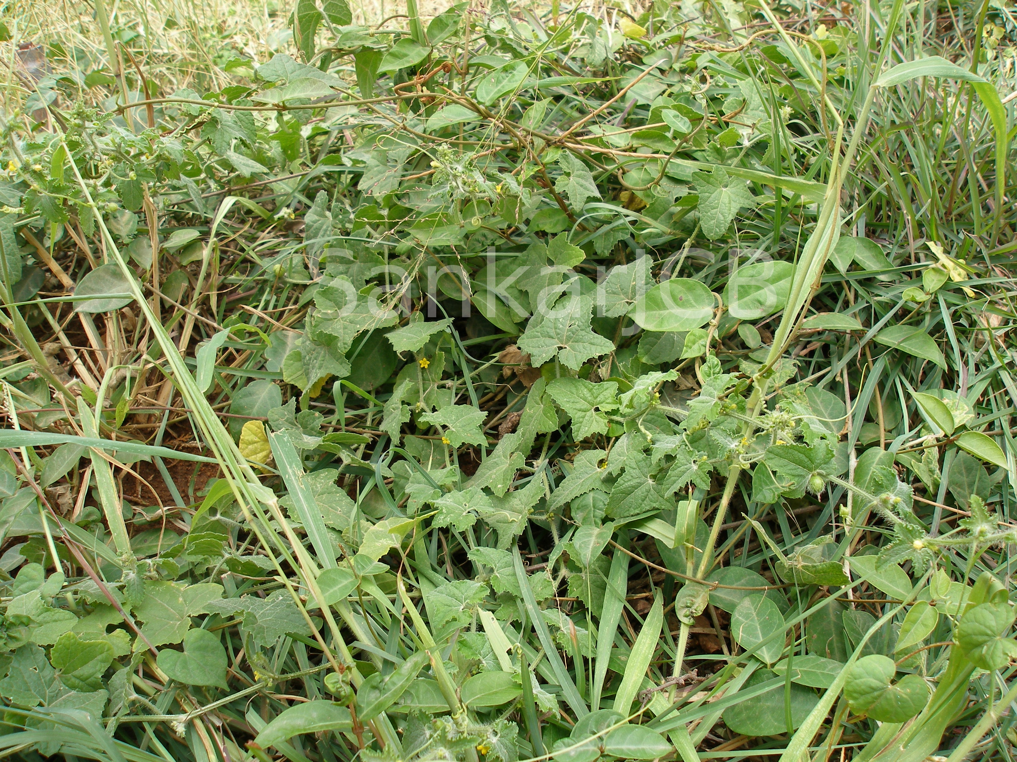 India Flora Online