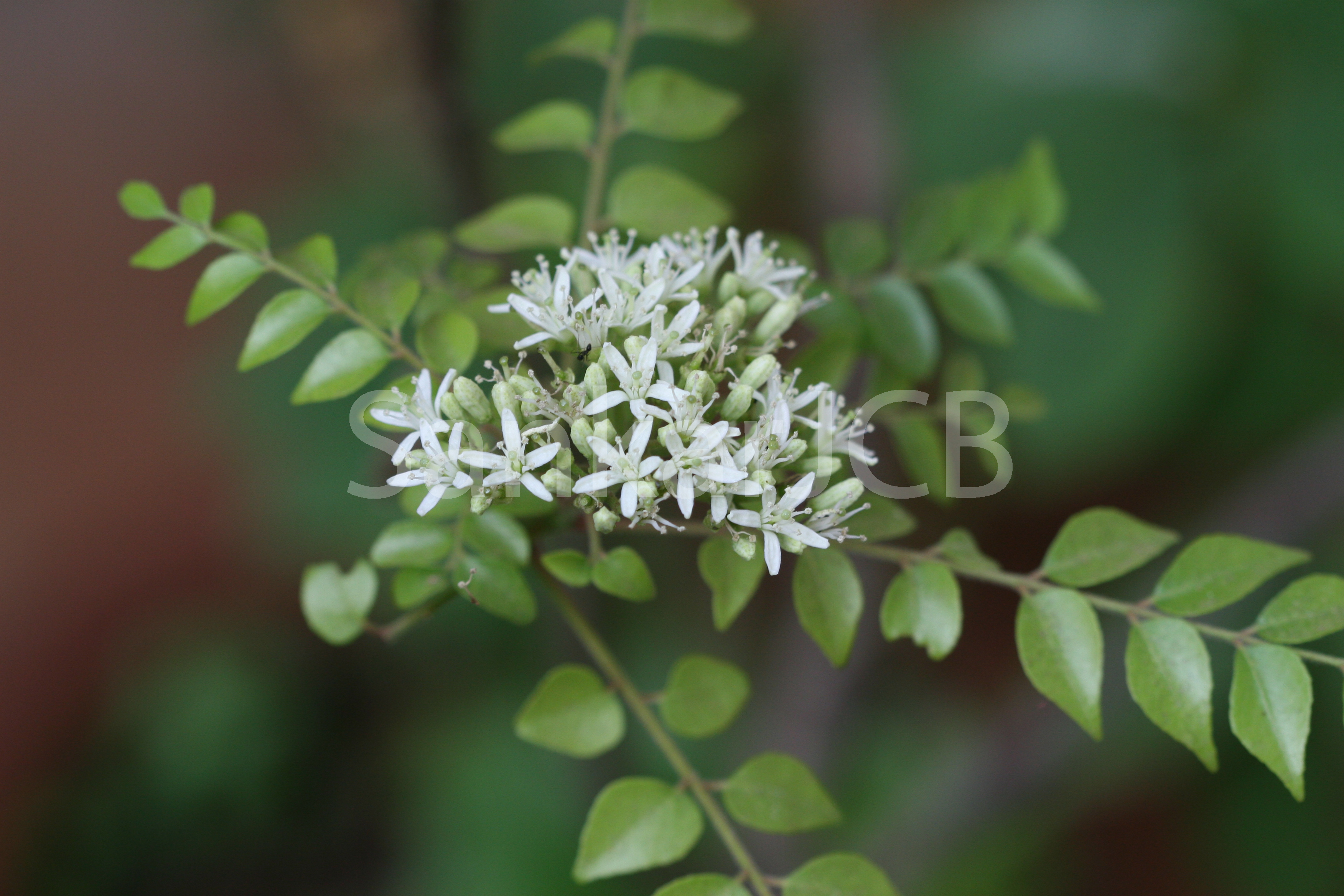 India Flora Online