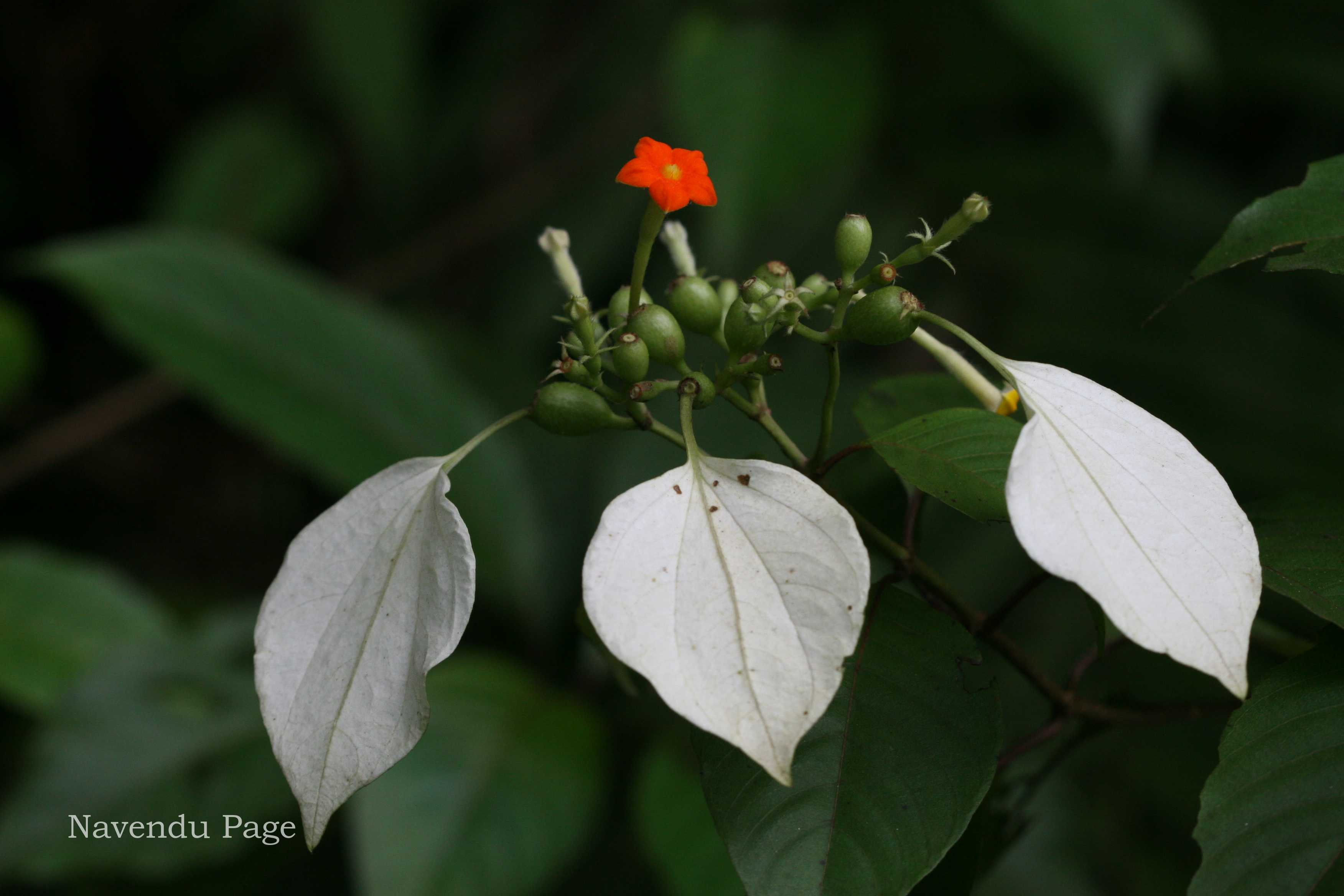 India Flora Online