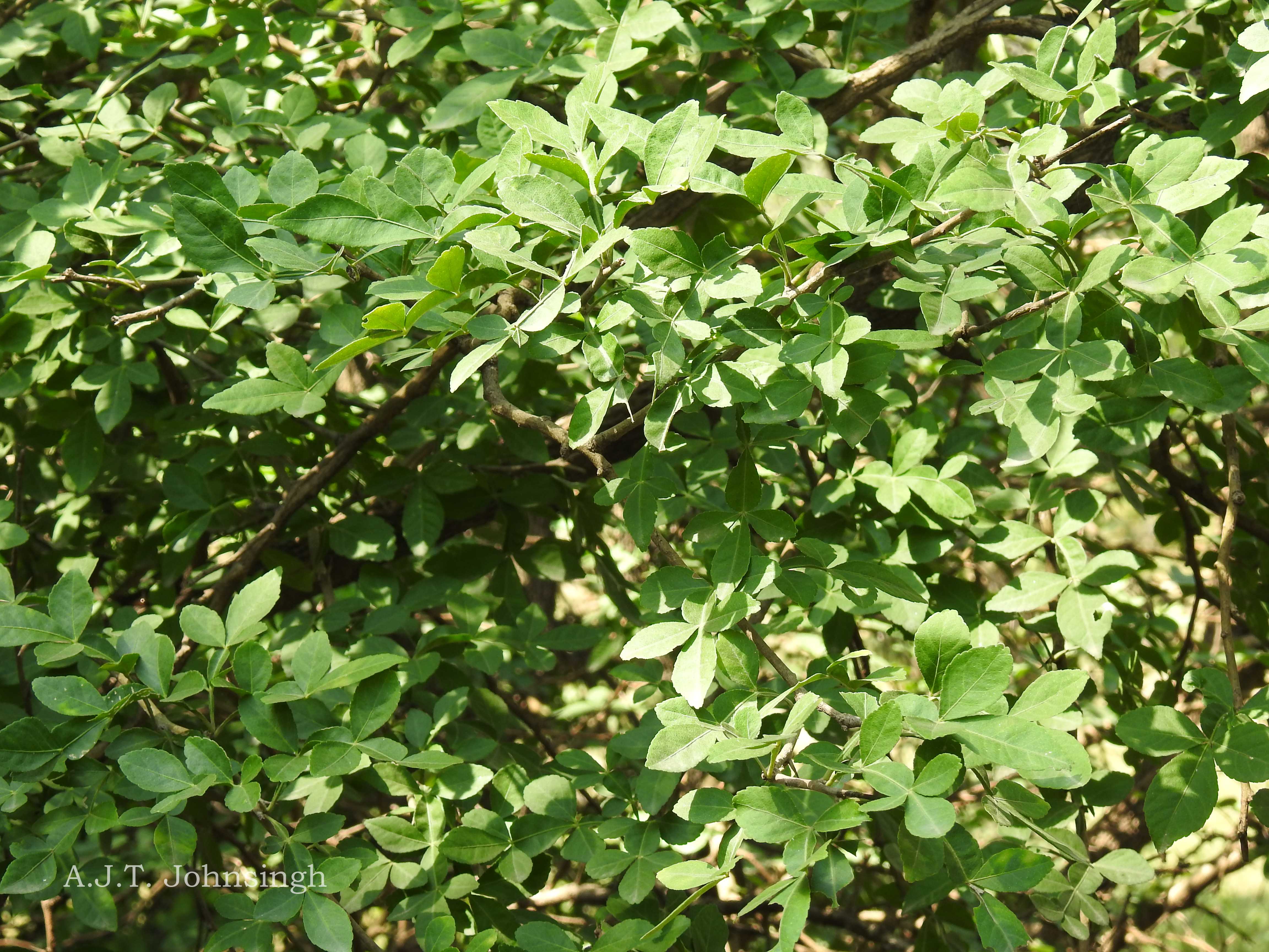India Flora Online