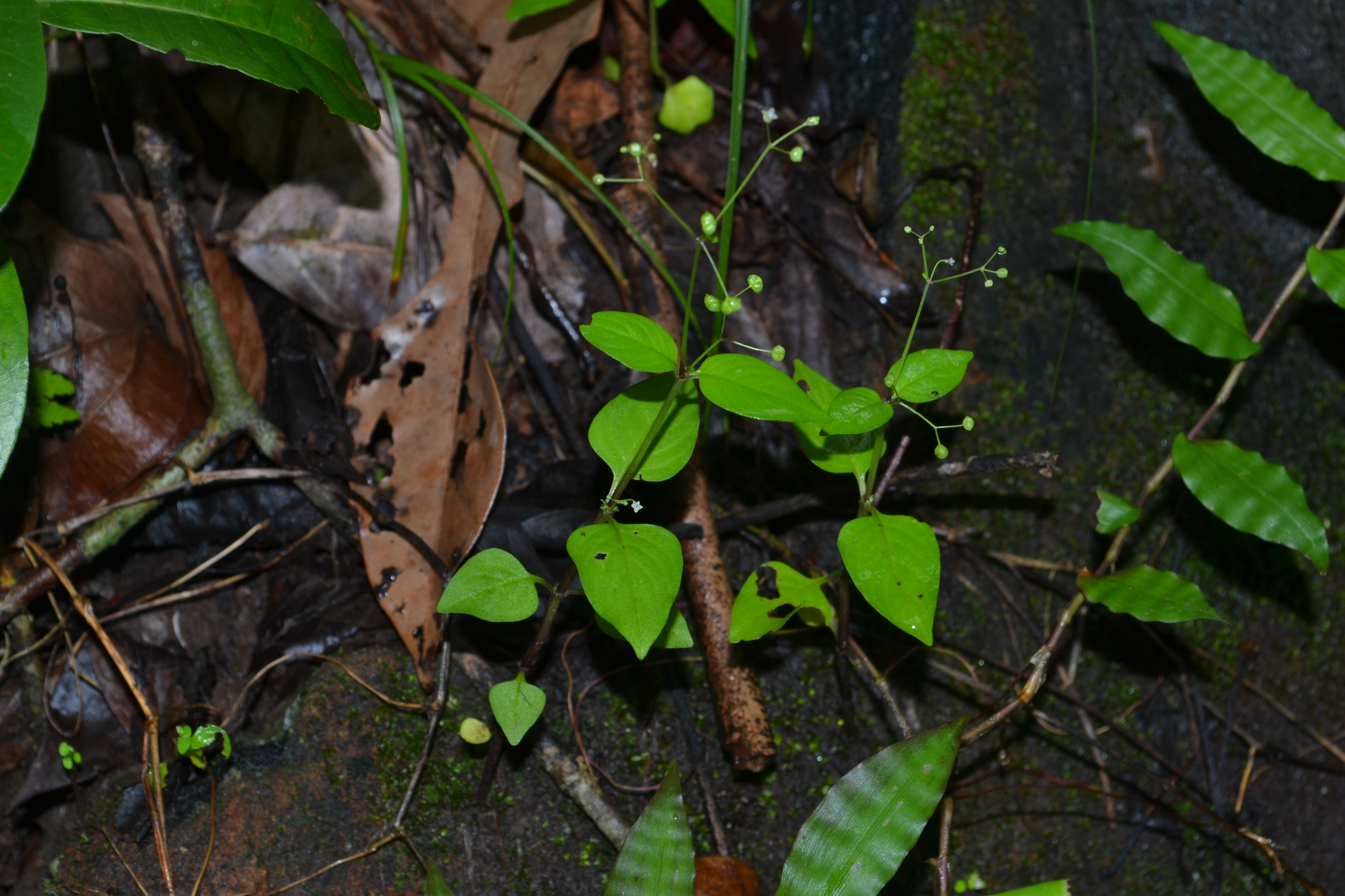 India Flora Online