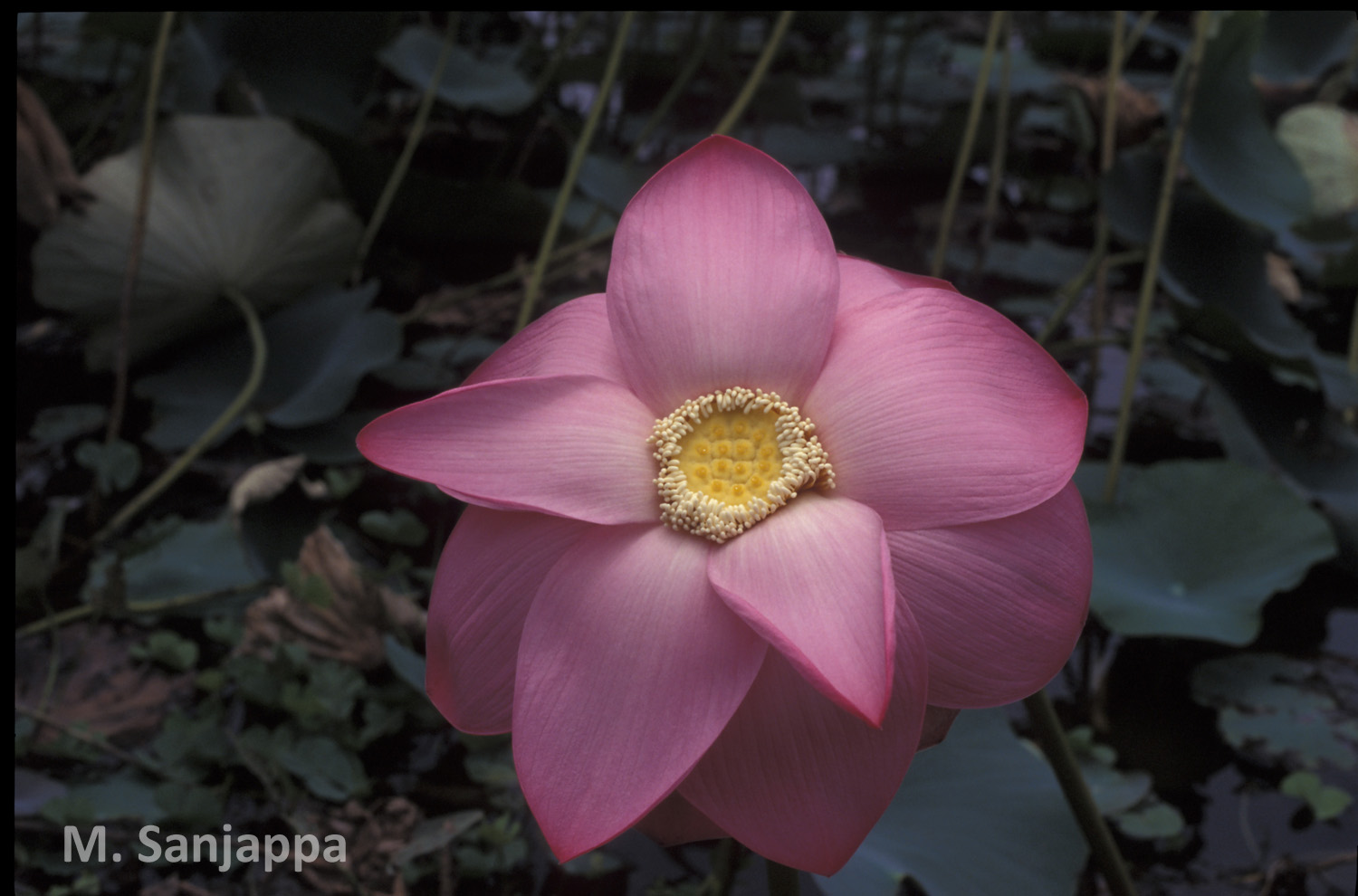 India Flora Online