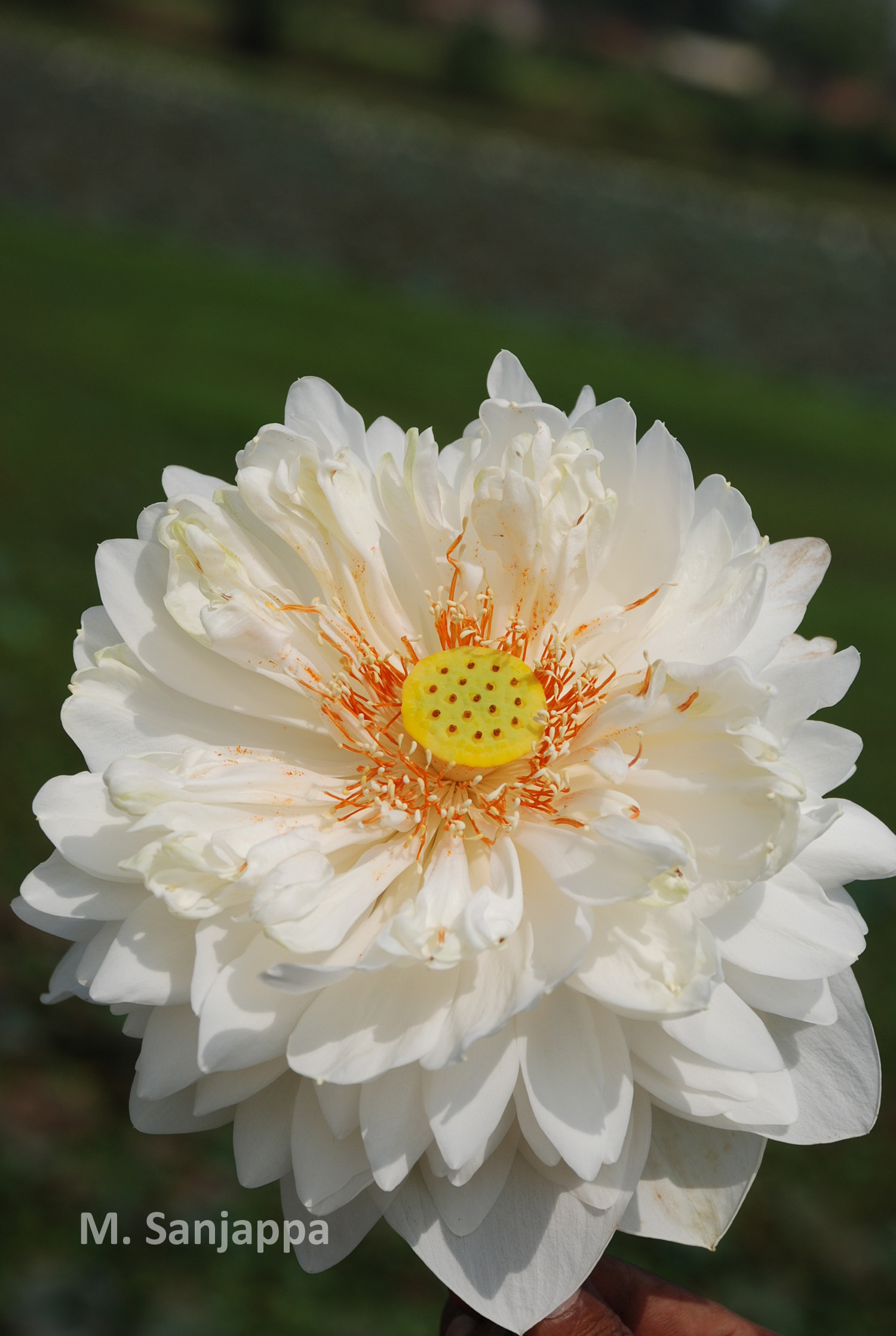 India Flora Online