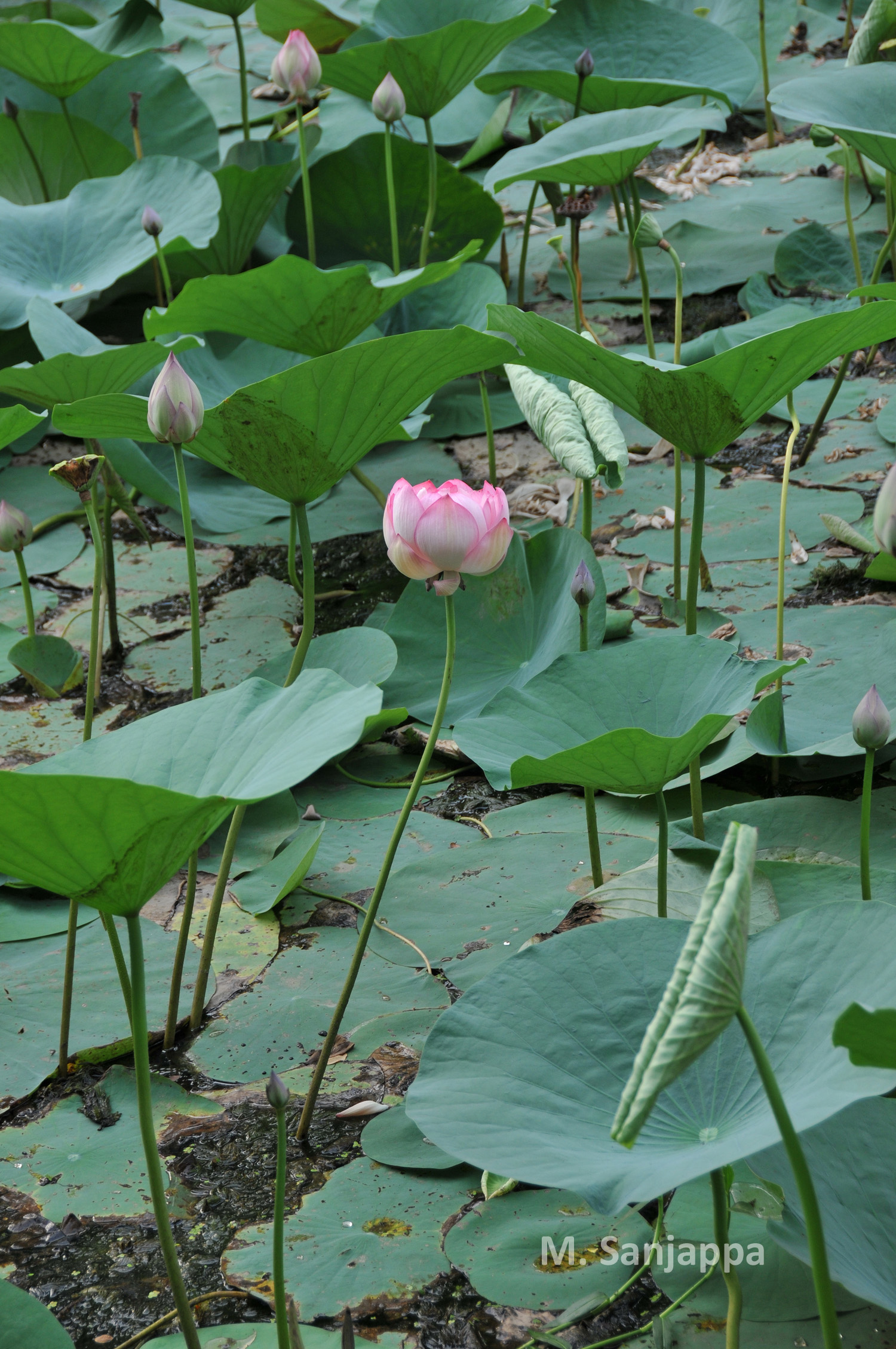 India Flora Online